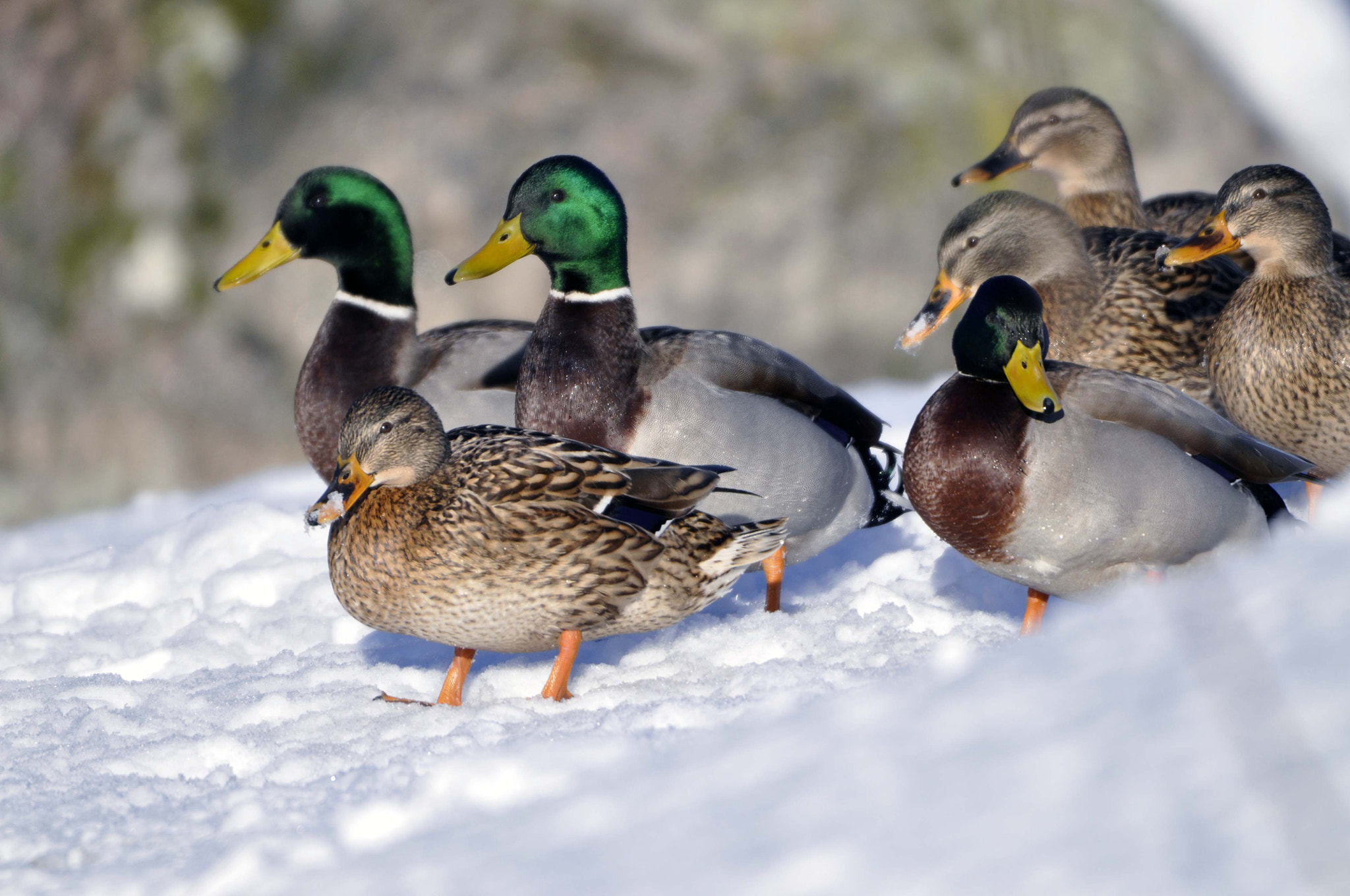 Nikon D5000 sample photo. Ducks on a walk photography