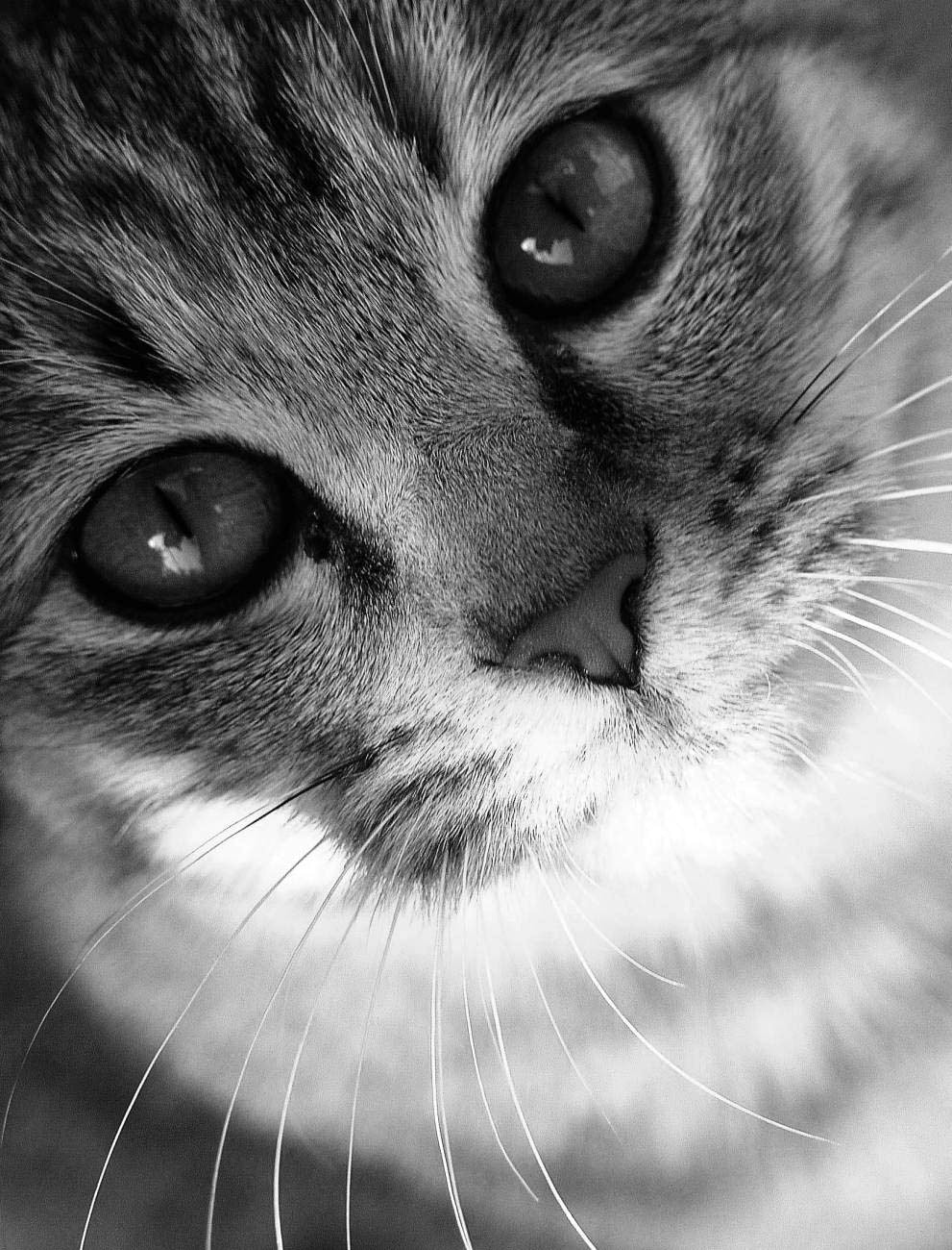 Olympus E-10 sample photo. Cat photography
