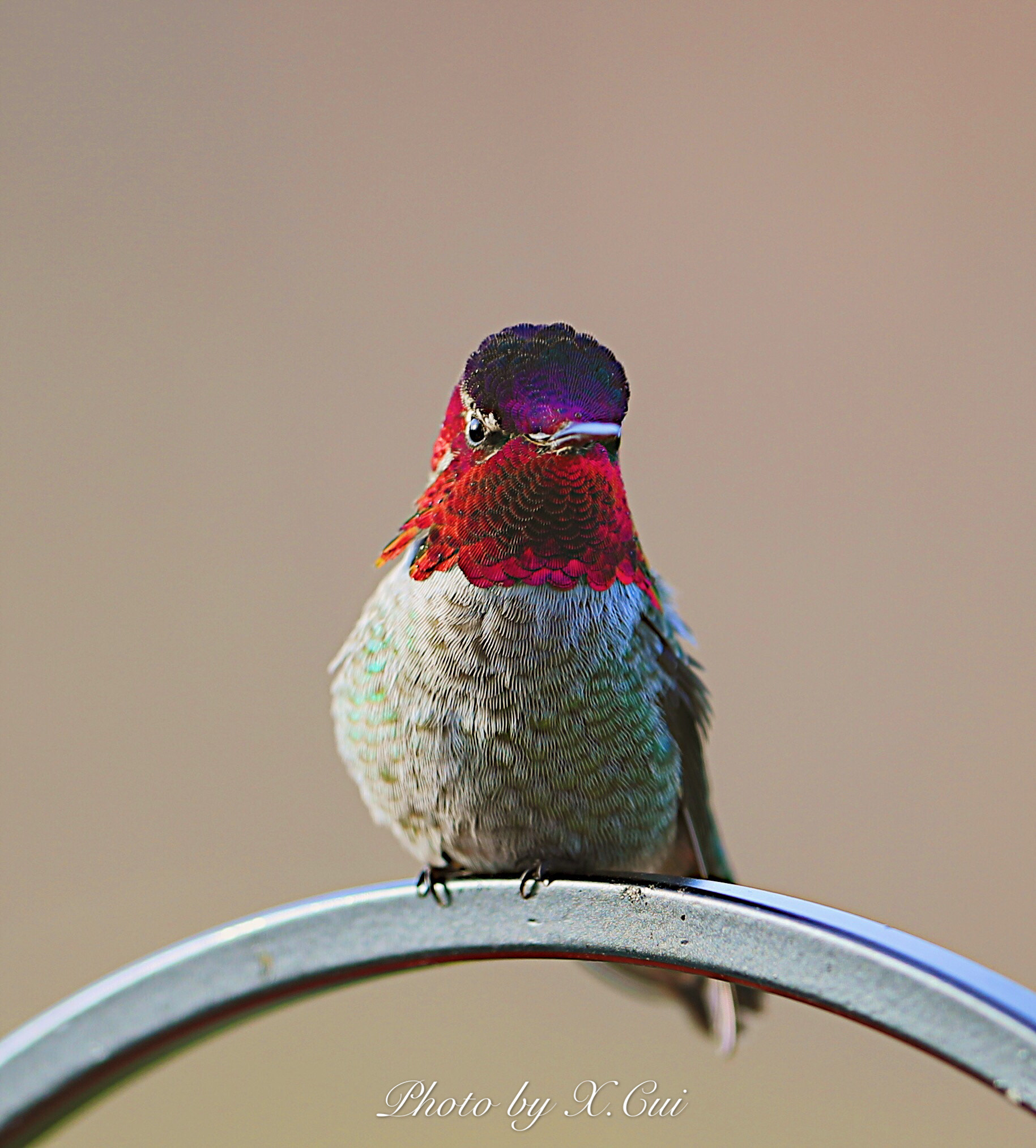 Canon EF 500mm F4L IS II USM sample photo