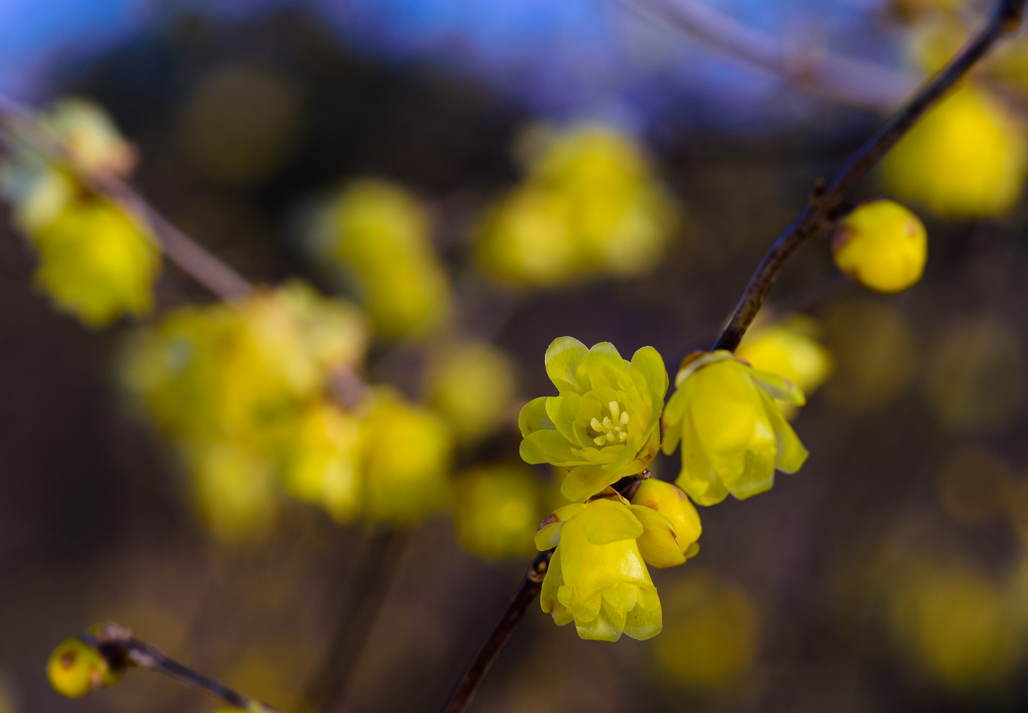 Nikon Df sample photo. Wintersweet photography