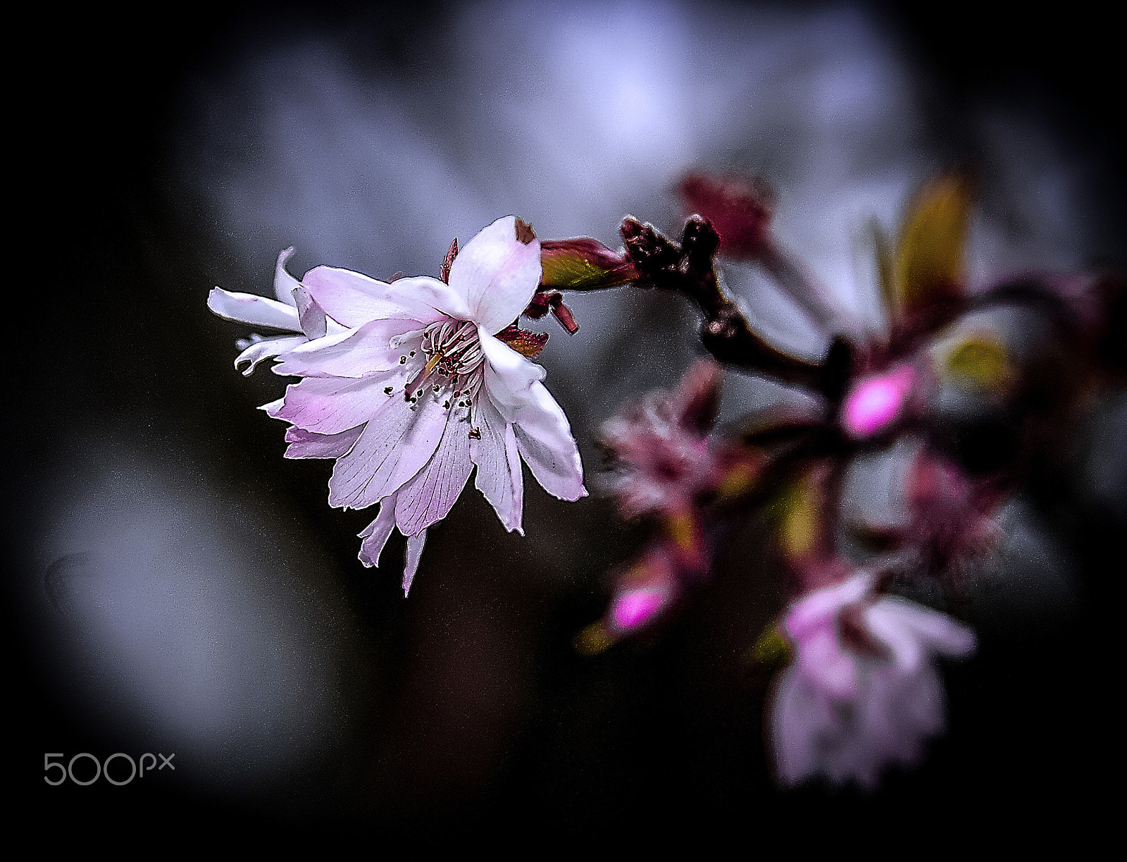 Nikon D200 sample photo. October cherry ～十月桜～ photography