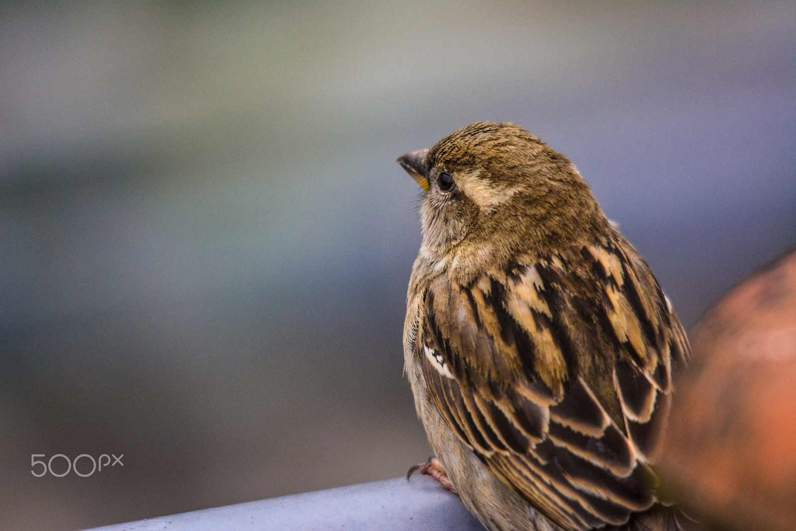 Sigma 150-500mm F5-6.3 DG OS HSM sample photo. Sparrow photography