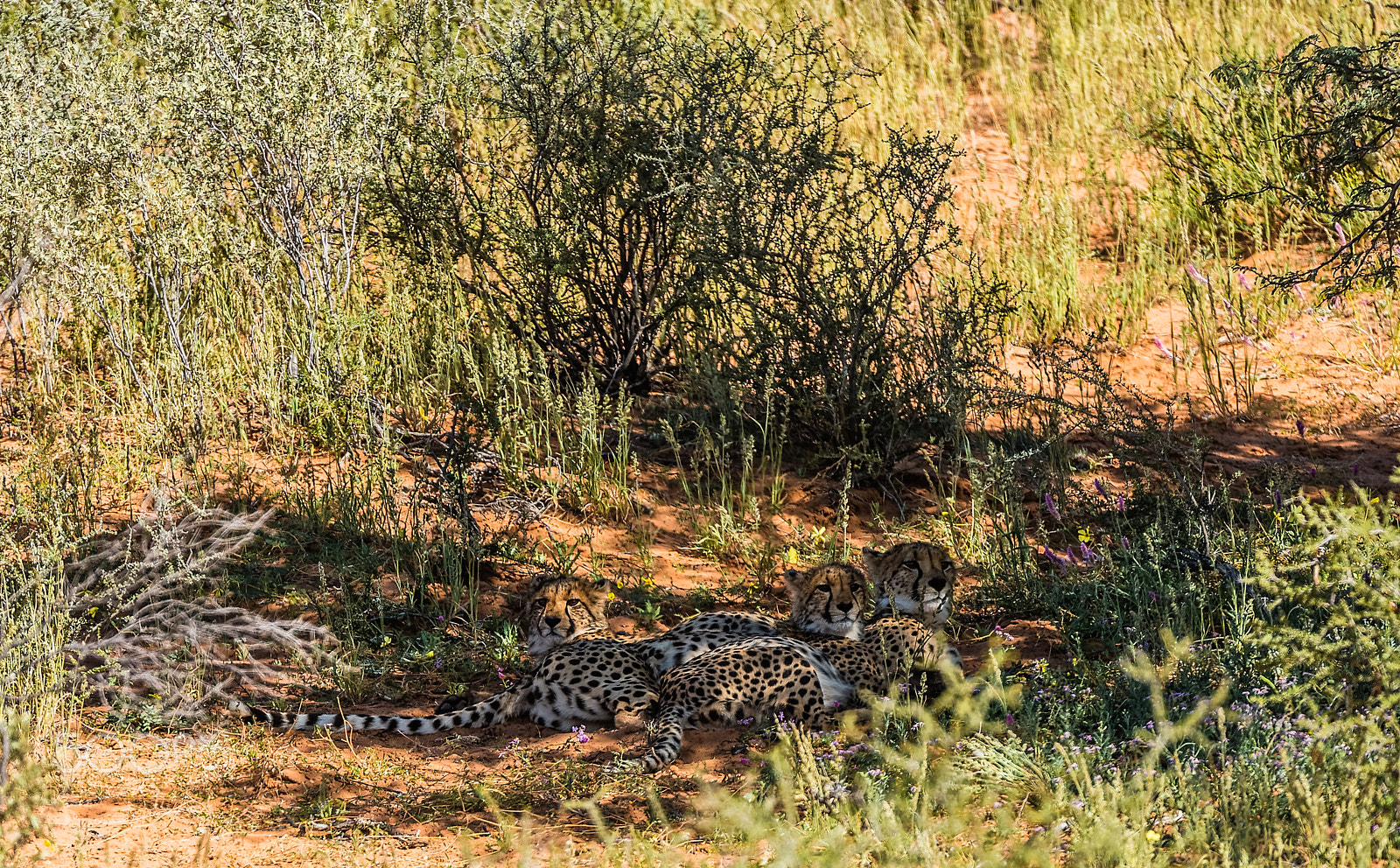 Nikon AF-S Nikkor 200-400mm F4G ED-IF VR sample photo. Cheetah kindergarten photography