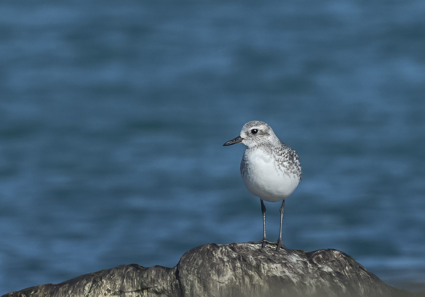 Nikon AF-S Nikkor 200-500mm F5.6E ED VR sample photo. Grey plover photography