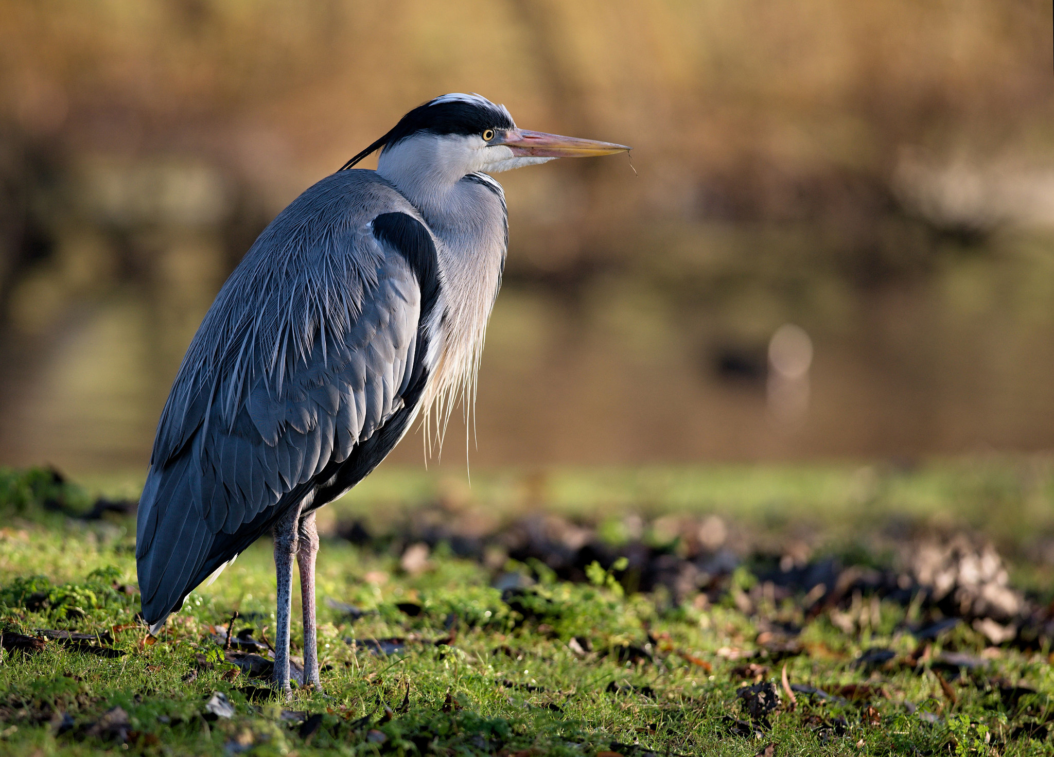 Nikon D610 + Nikon AF-S Nikkor 300mm F4D ED-IF sample photo. Dsc_0659_01.jpg photography