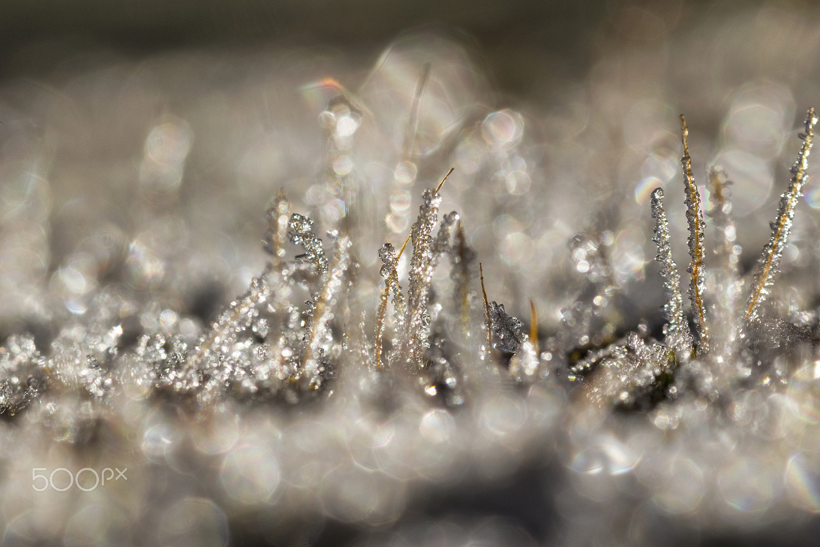 Sigma 105mm F2.8 EX DG OS HSM sample photo. The freezing grass photography