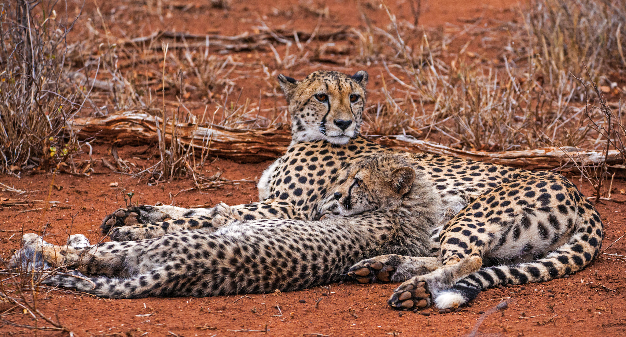 150-600mm F5-6.3 DG OS HSM | Contemporary 015 sample photo. Cheeta photography