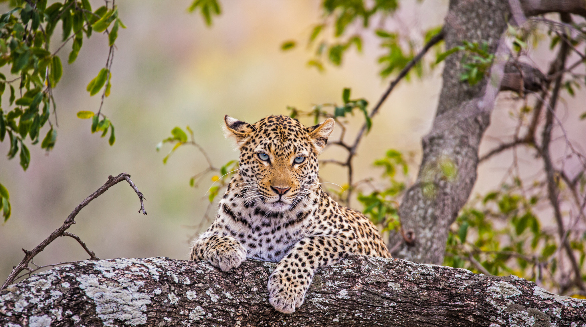 150-600mm F5-6.3 DG OS HSM | Contemporary 015 sample photo. Leopard photography