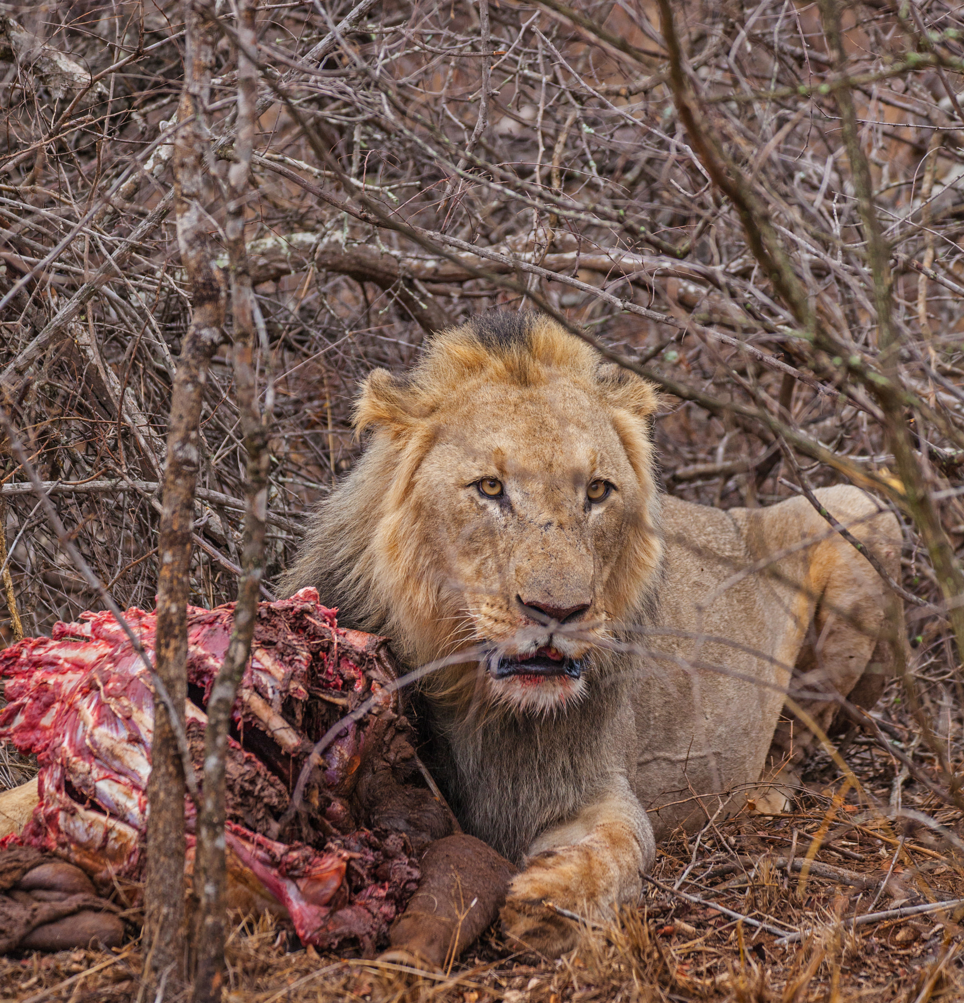 150-600mm F5-6.3 DG OS HSM | Contemporary 015 sample photo. Lion photography