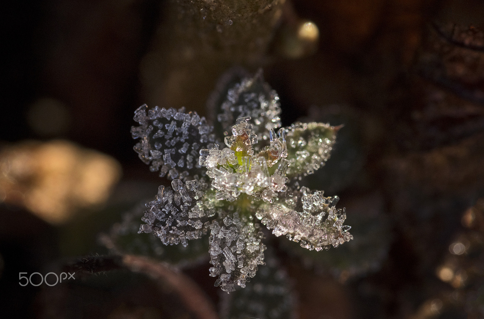 Canon EOS 100D (EOS Rebel SL1 / EOS Kiss X7) sample photo. The little freezing plant photography