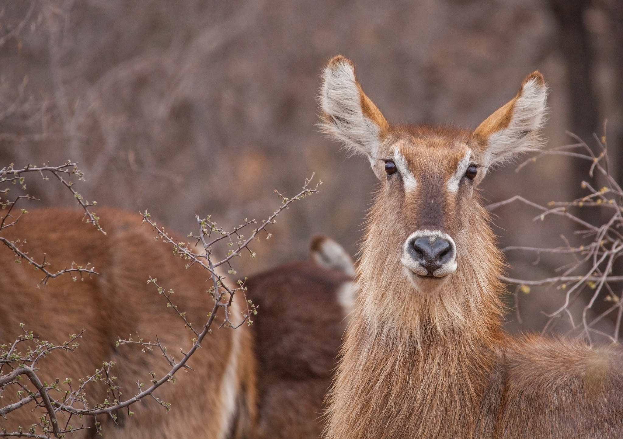 150-600mm F5-6.3 DG OS HSM | Contemporary 015 sample photo. Waterbuck photography