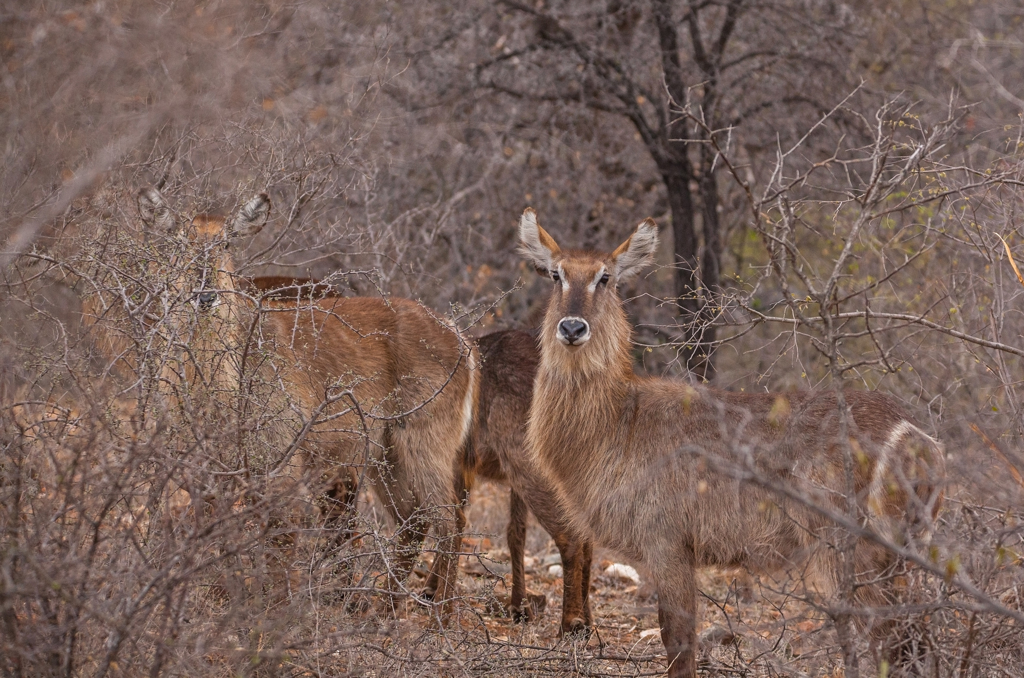 150-600mm F5-6.3 DG OS HSM | Contemporary 015 sample photo. Waterbuck photography