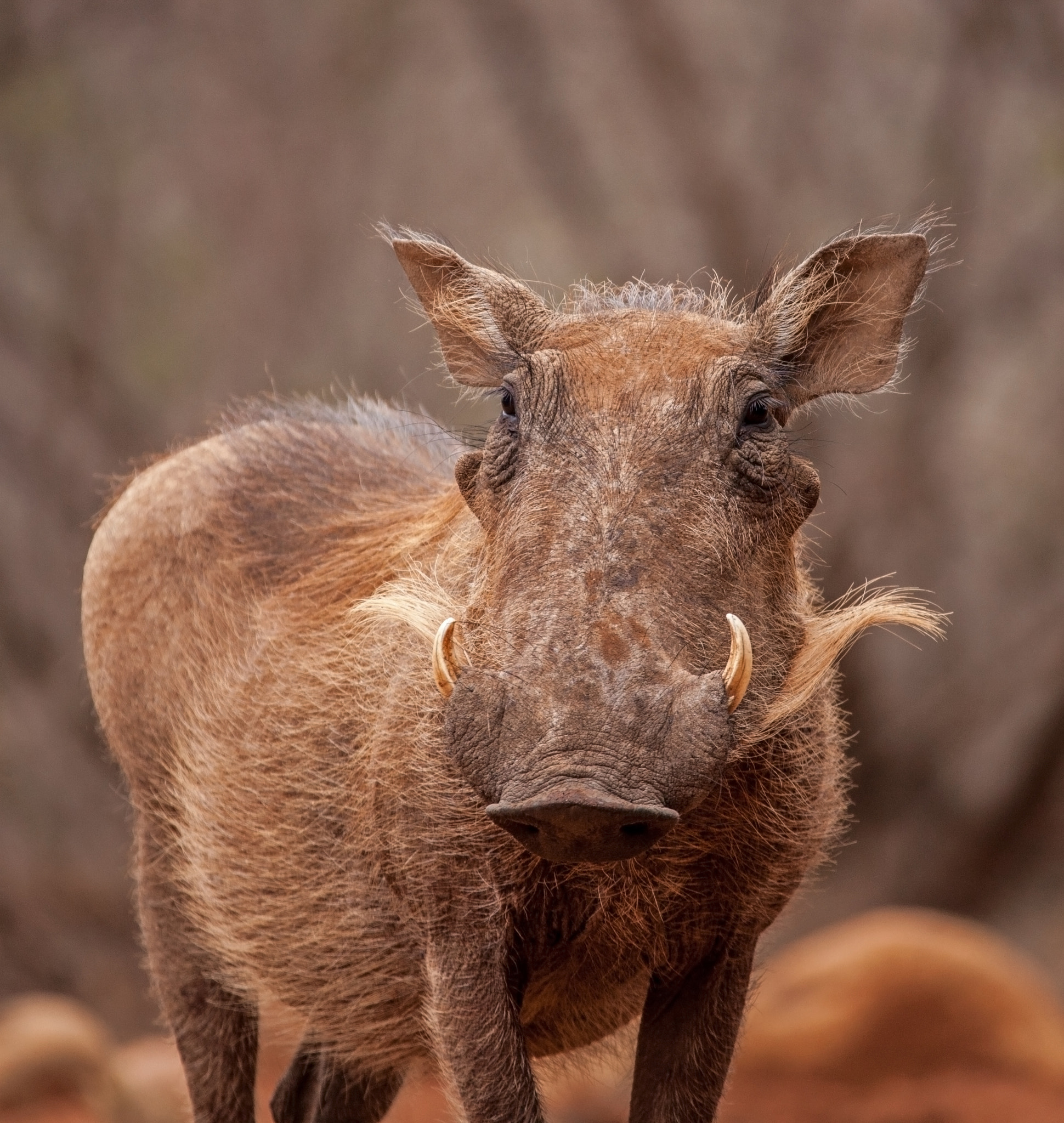 150-600mm F5-6.3 DG OS HSM | Contemporary 015 sample photo. Warthog photography