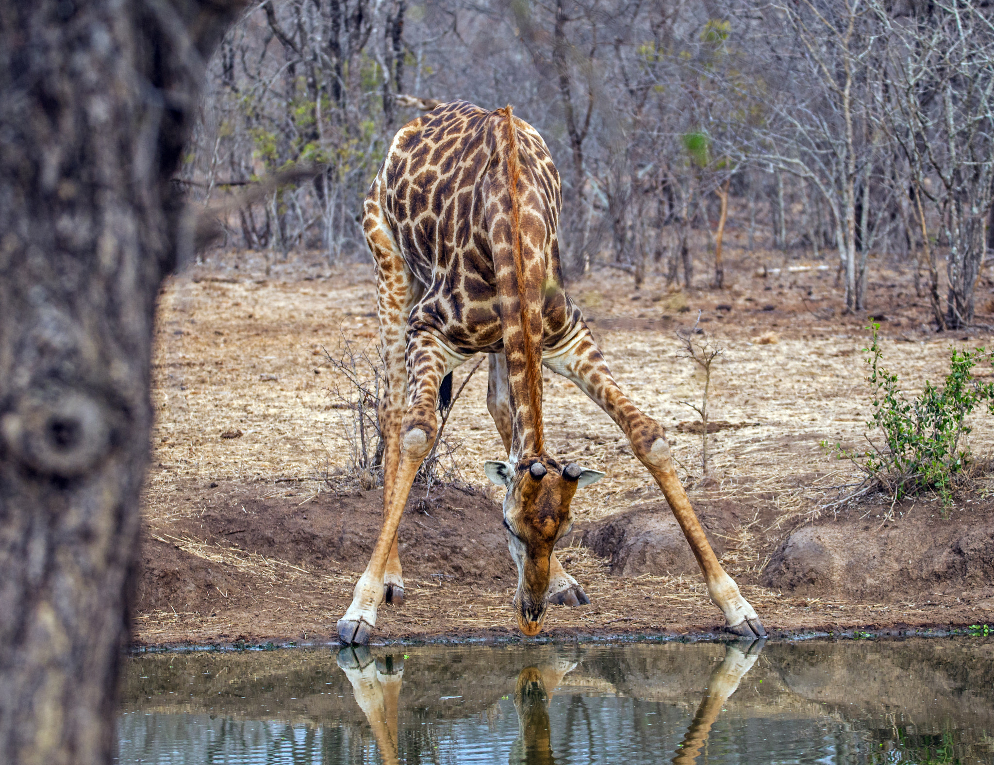 150-600mm F5-6.3 DG OS HSM | Contemporary 015 sample photo. Giraffe photography