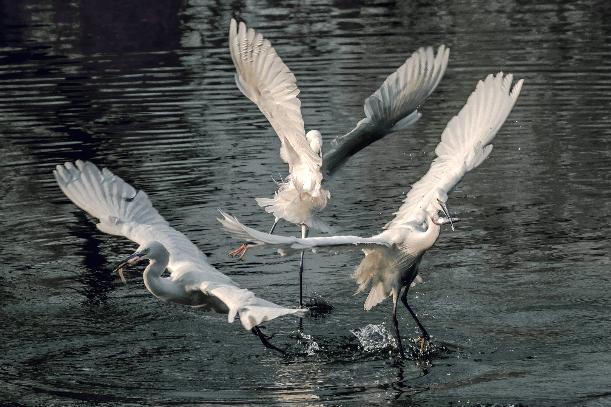 XF100-400mmF4.5-5.6 R LM OIS WR + 1.4x sample photo. Egrets photography