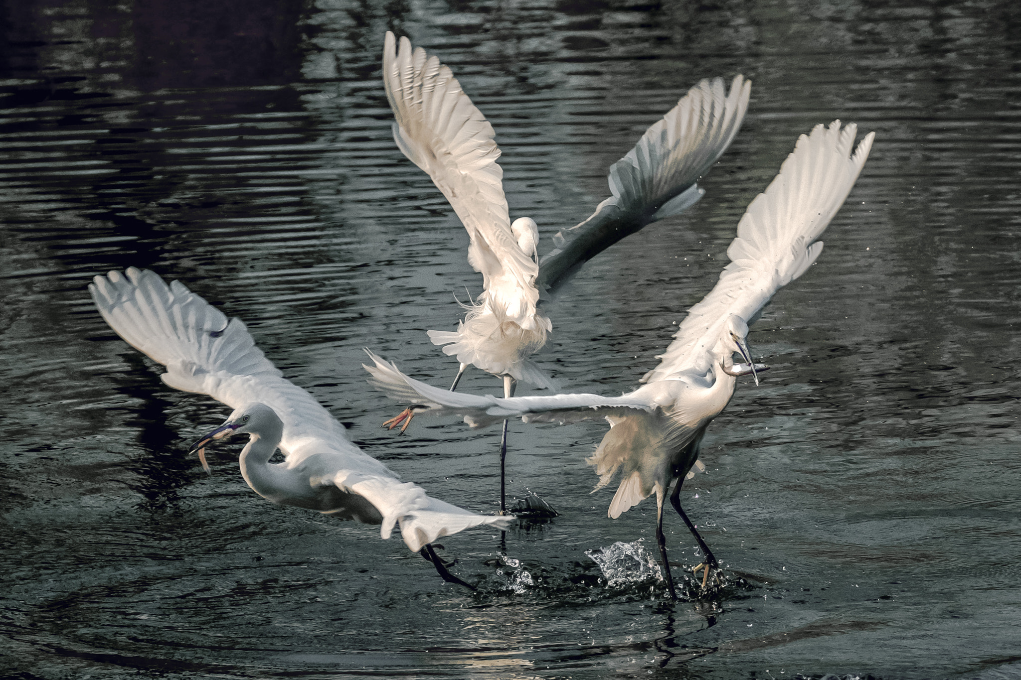 Fujifilm X-T2 + XF100-400mmF4.5-5.6 R LM OIS WR + 1.4x sample photo. Egrets photography