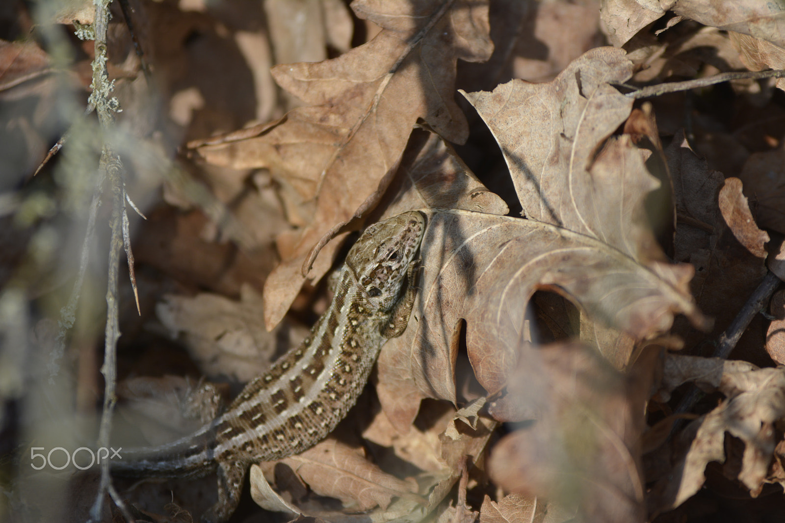 Sigma 70-200mm F2.8 EX DG OS HSM sample photo. Sand lizard photography