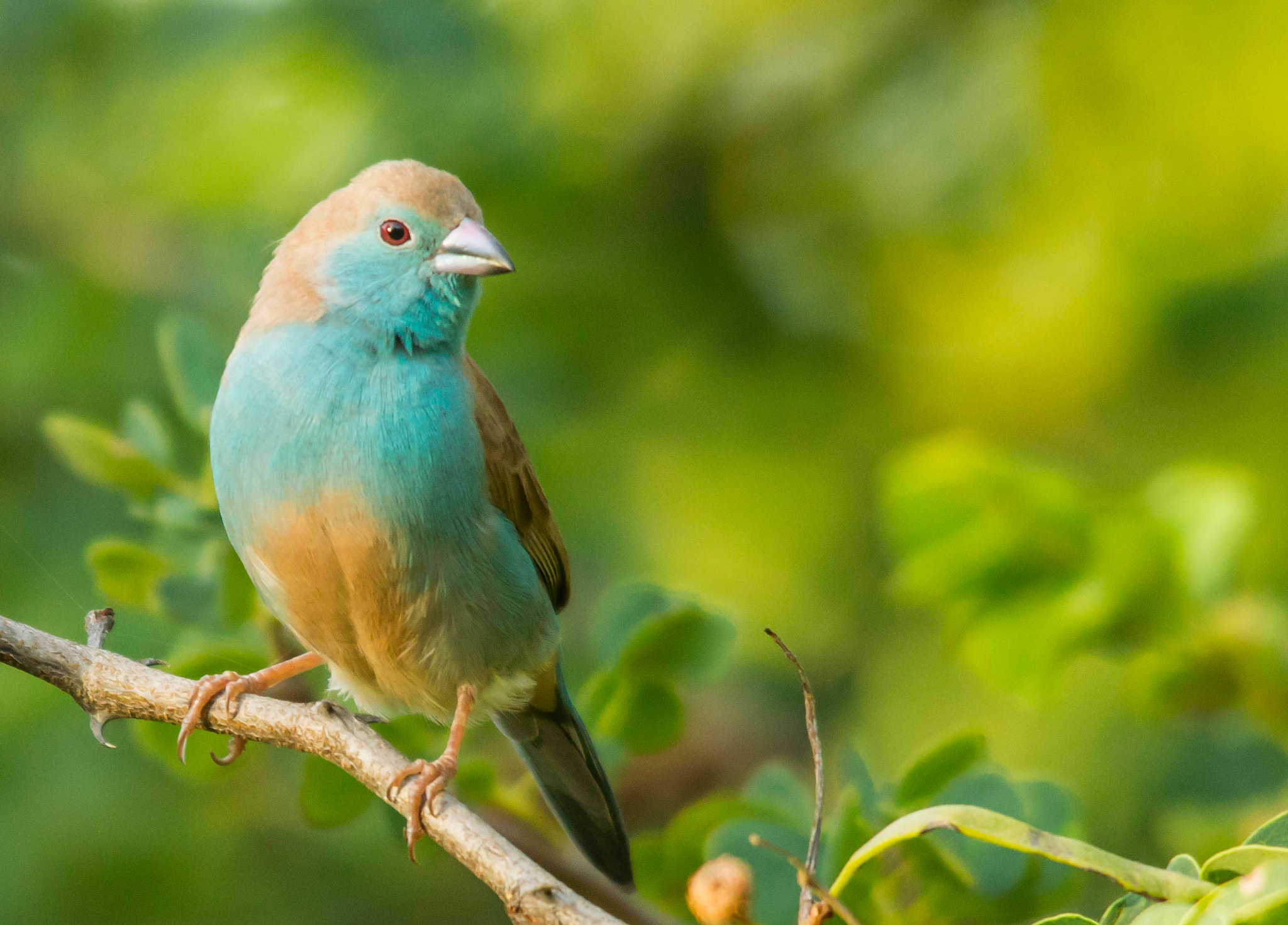 Sigma 150-500mm F5-6.3 DG OS HSM sample photo. Blue waxbill photography