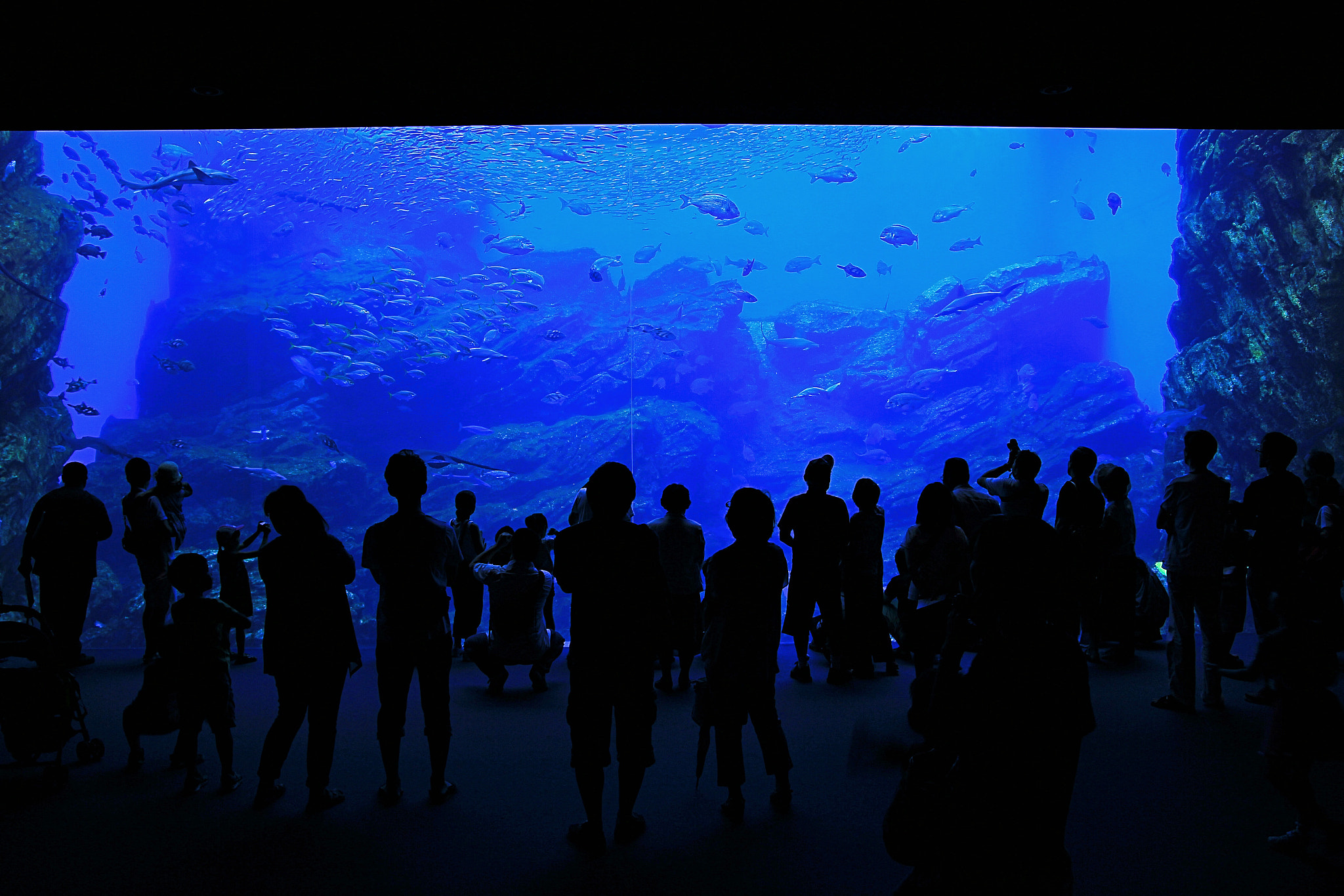 Canon 17-50mm sample photo. Shadows and aquatic life. photography