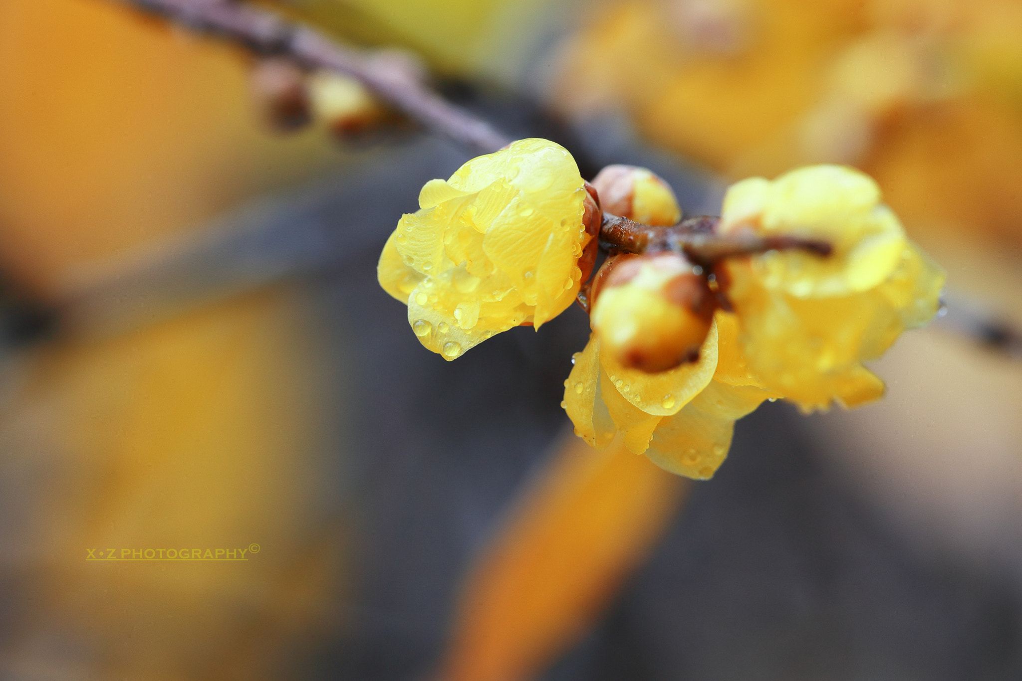 Canon EF 180mm F3.5L Macro USM sample photo. Wintersweet photography
