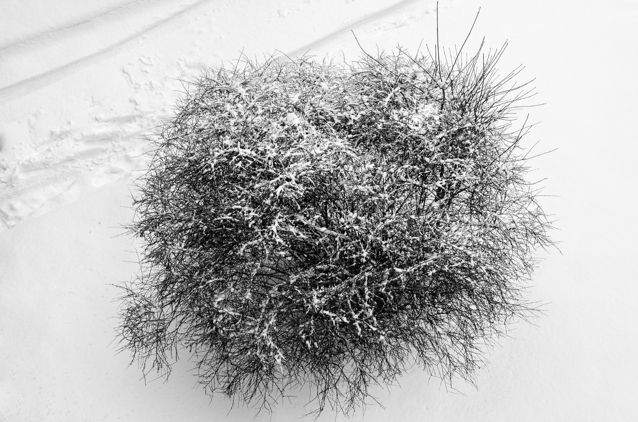 AF Zoom-Nikkor 28-80mm f/3.3-5.6G sample photo. Snow bush photography