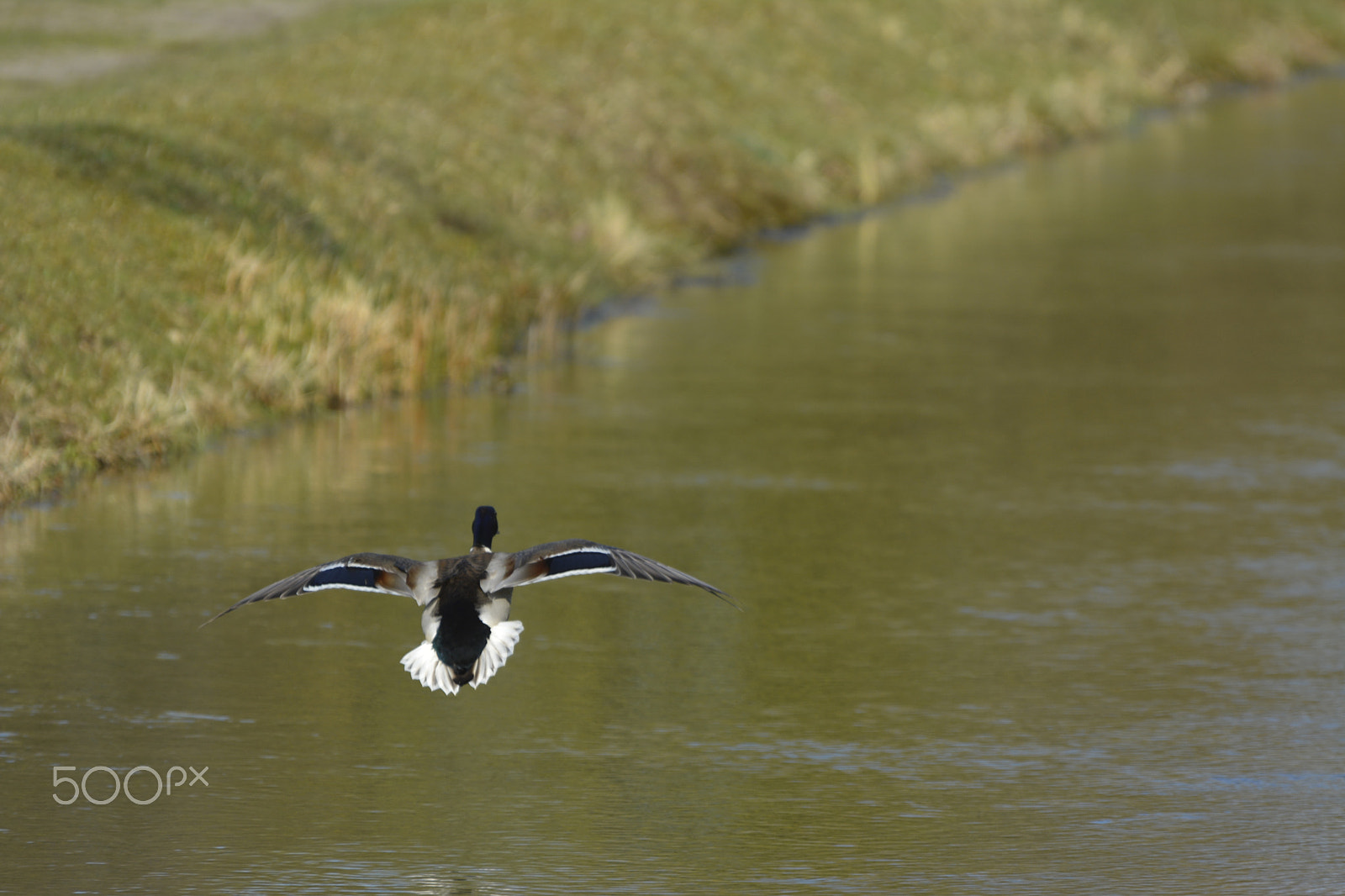Nikon D5200 + Sigma 70-200mm F2.8 EX DG OS HSM sample photo. Duck approaching to land photography