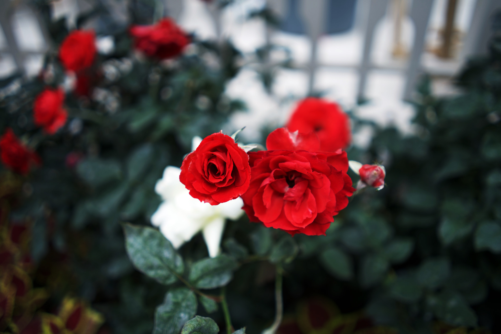 Sony FE 28mm F2 sample photo. The rose photography