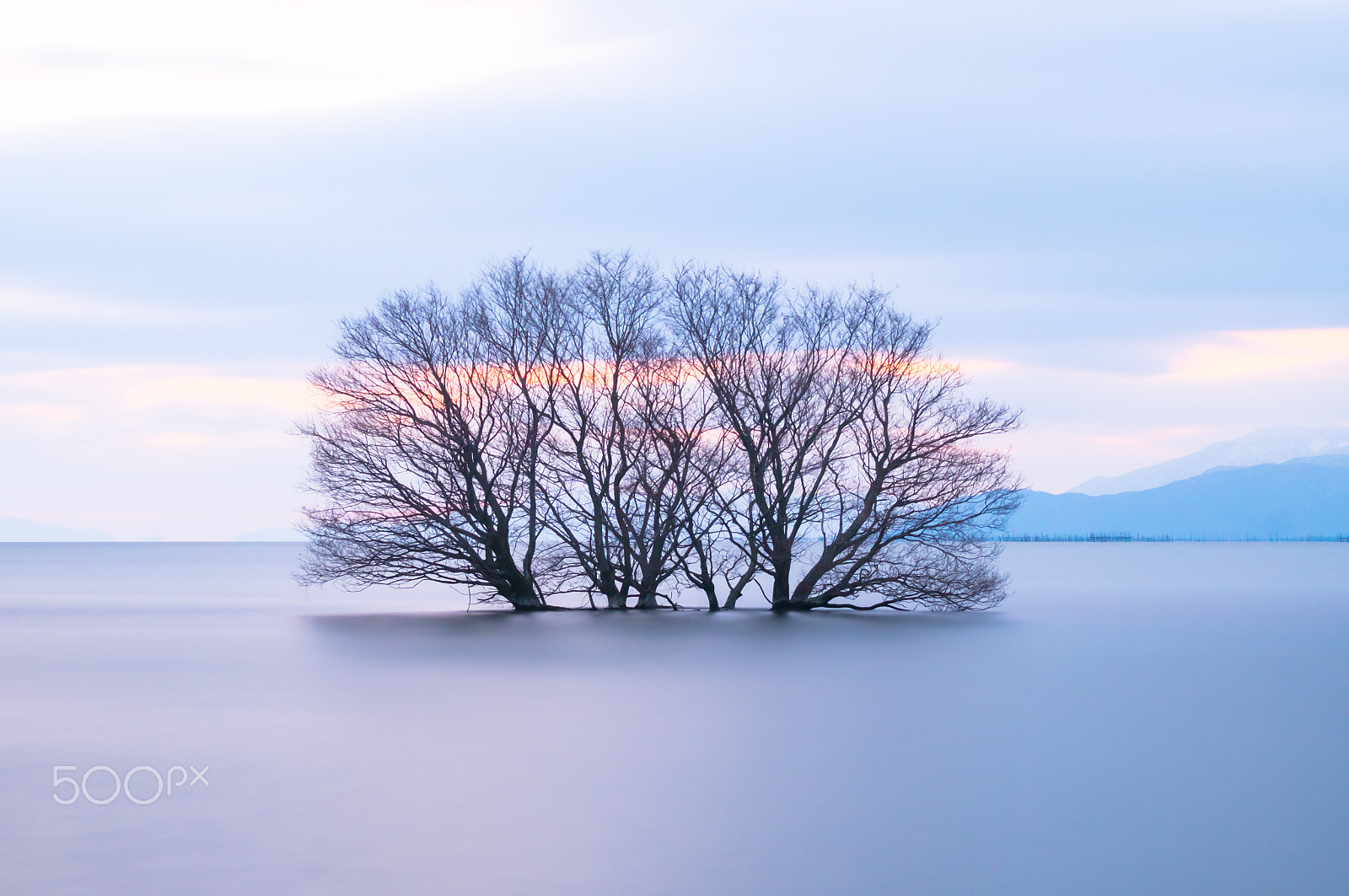 Sony 70-300mm F4.5-5.6 G SSM sample photo. 21-26:tree photography