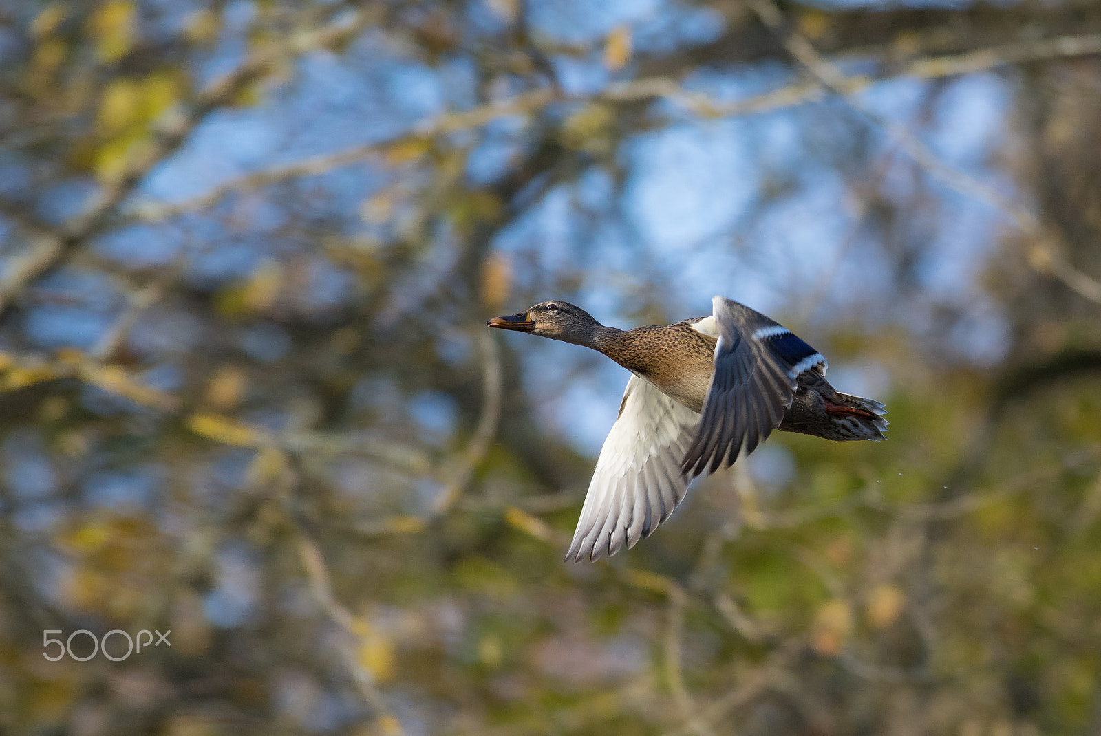 Pentax K-3 sample photo. Wild duck photography