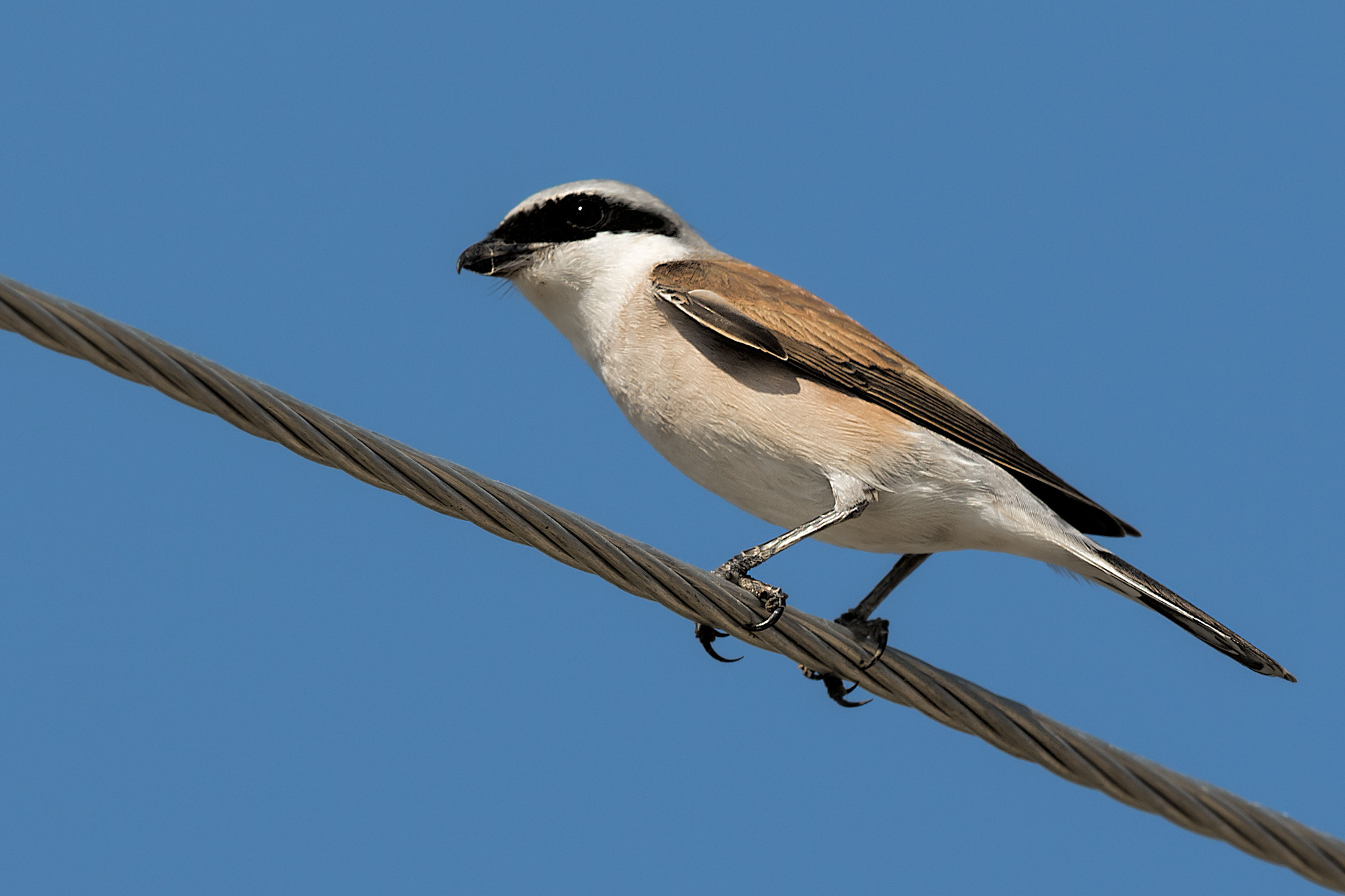 Canon EF 500mm F4L IS II USM sample photo