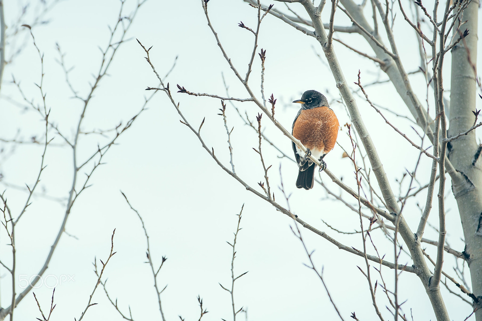 Canon EF 70-200mm F2.8L IS II USM sample photo. Red breasted nuthatch photography