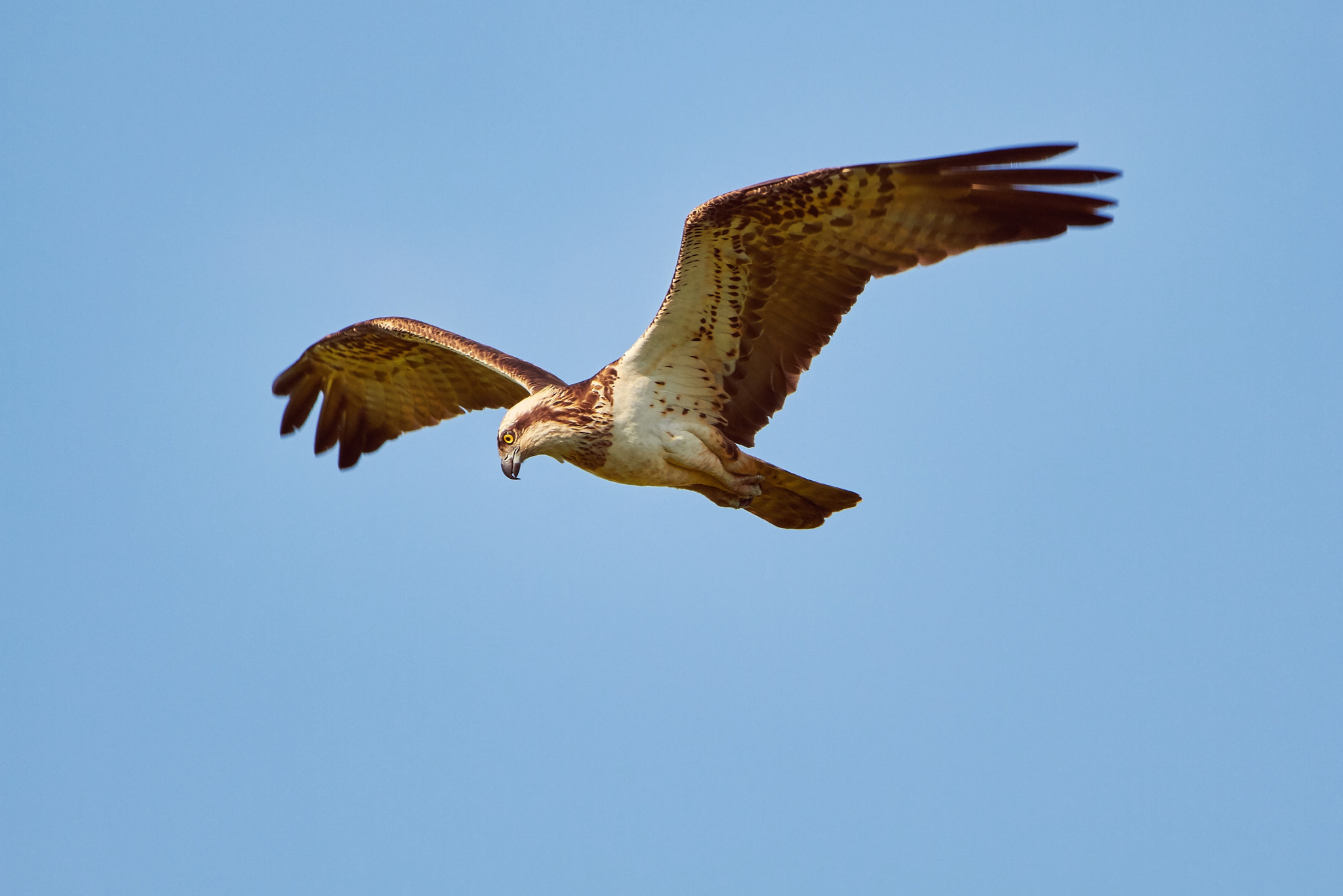 Canon EOS 7D + Sigma 150-600mm F5-6.3 DG OS HSM | C sample photo. Osprey flying on the sky photography