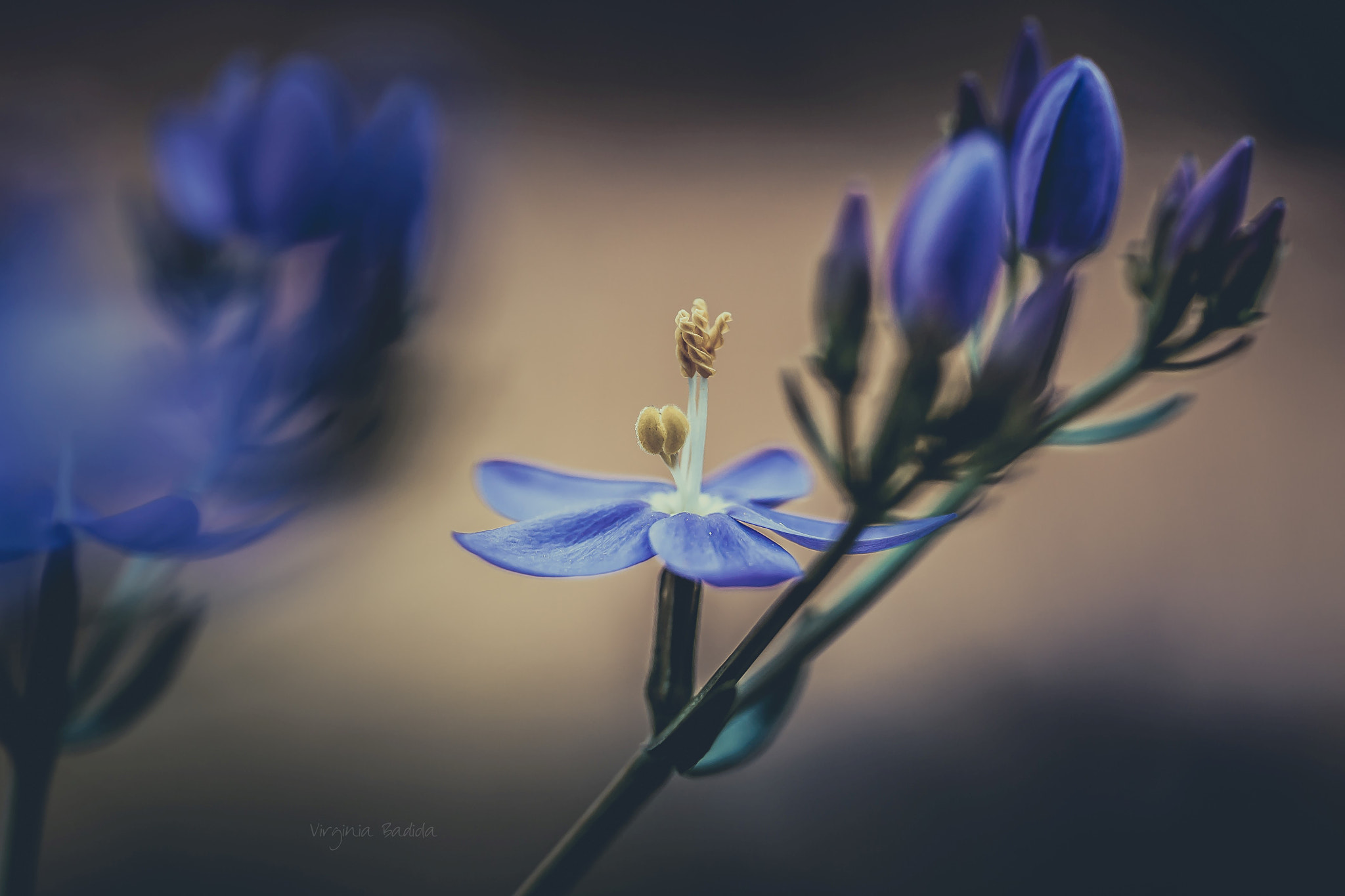 Canon EF-S 60mm F2.8 Macro USM sample photo. *** photography