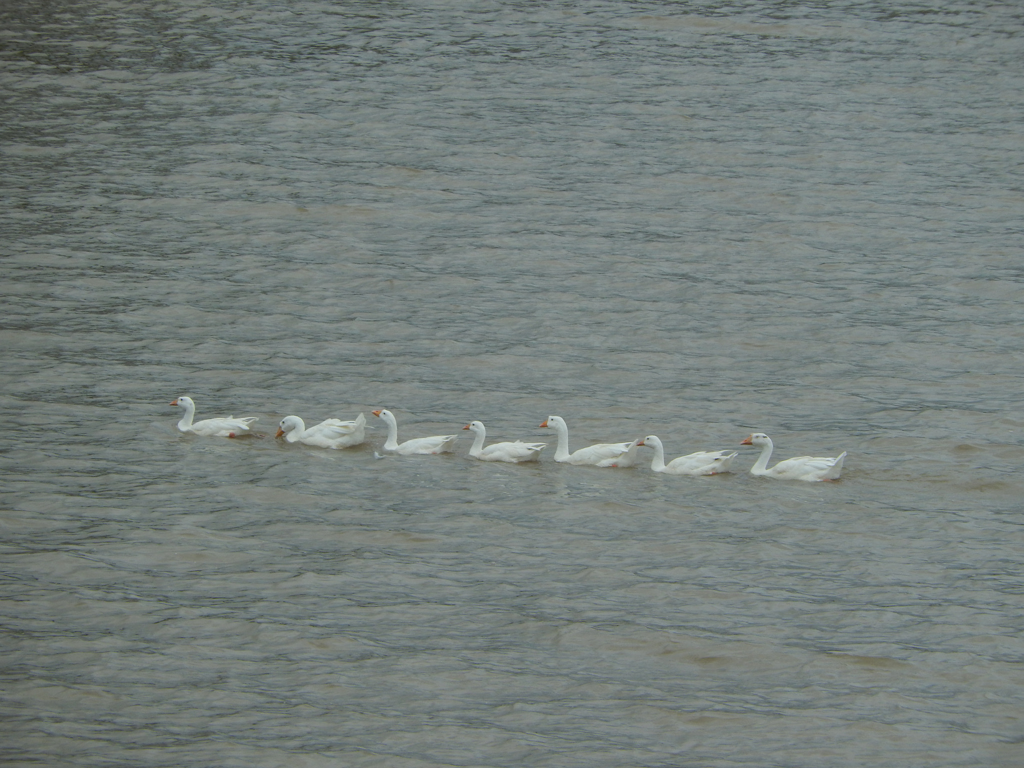 Nikon COOLPIX S9400 sample photo. Duck family line in lake photography