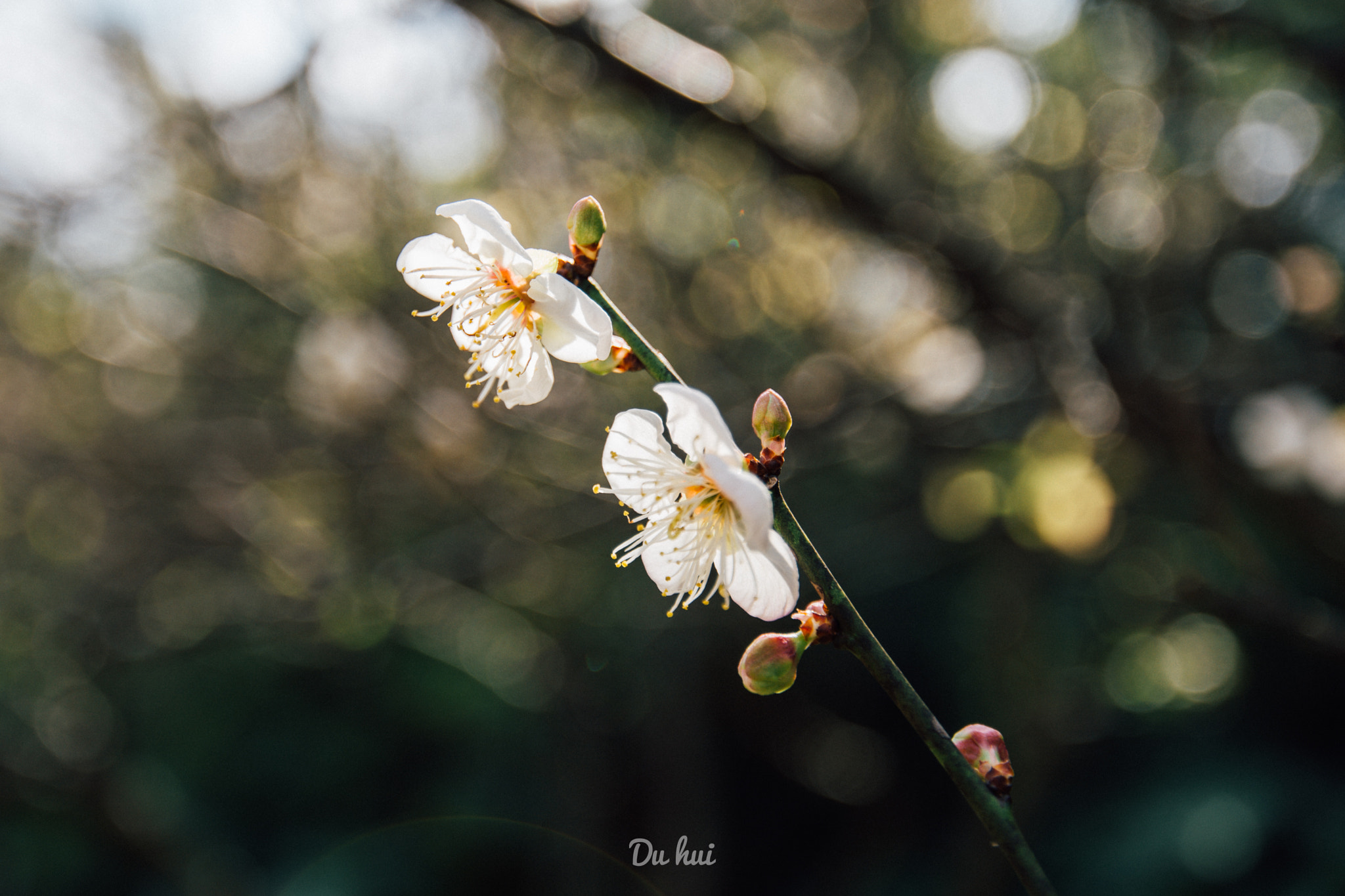 Nikon AF-S Nikkor 16-35mm F4G ED VR sample photo. 暖冬中的寒梅 photography