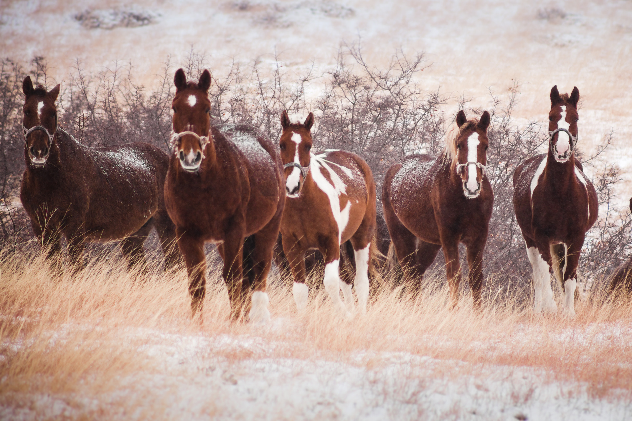 EF75-300mm f/4-5.6 sample photo. Five horses in the snow-covered hills photography