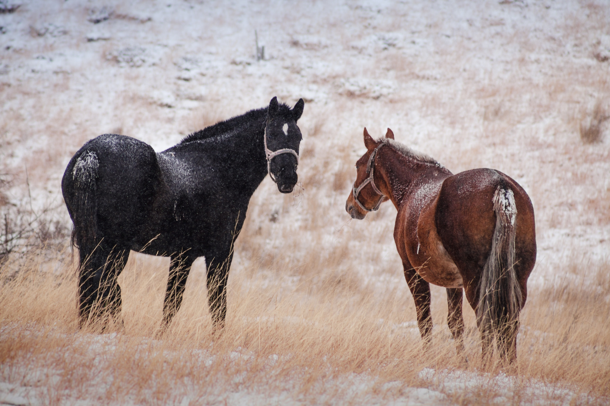 EF75-300mm f/4-5.6 sample photo. Cople horses that look at you photography