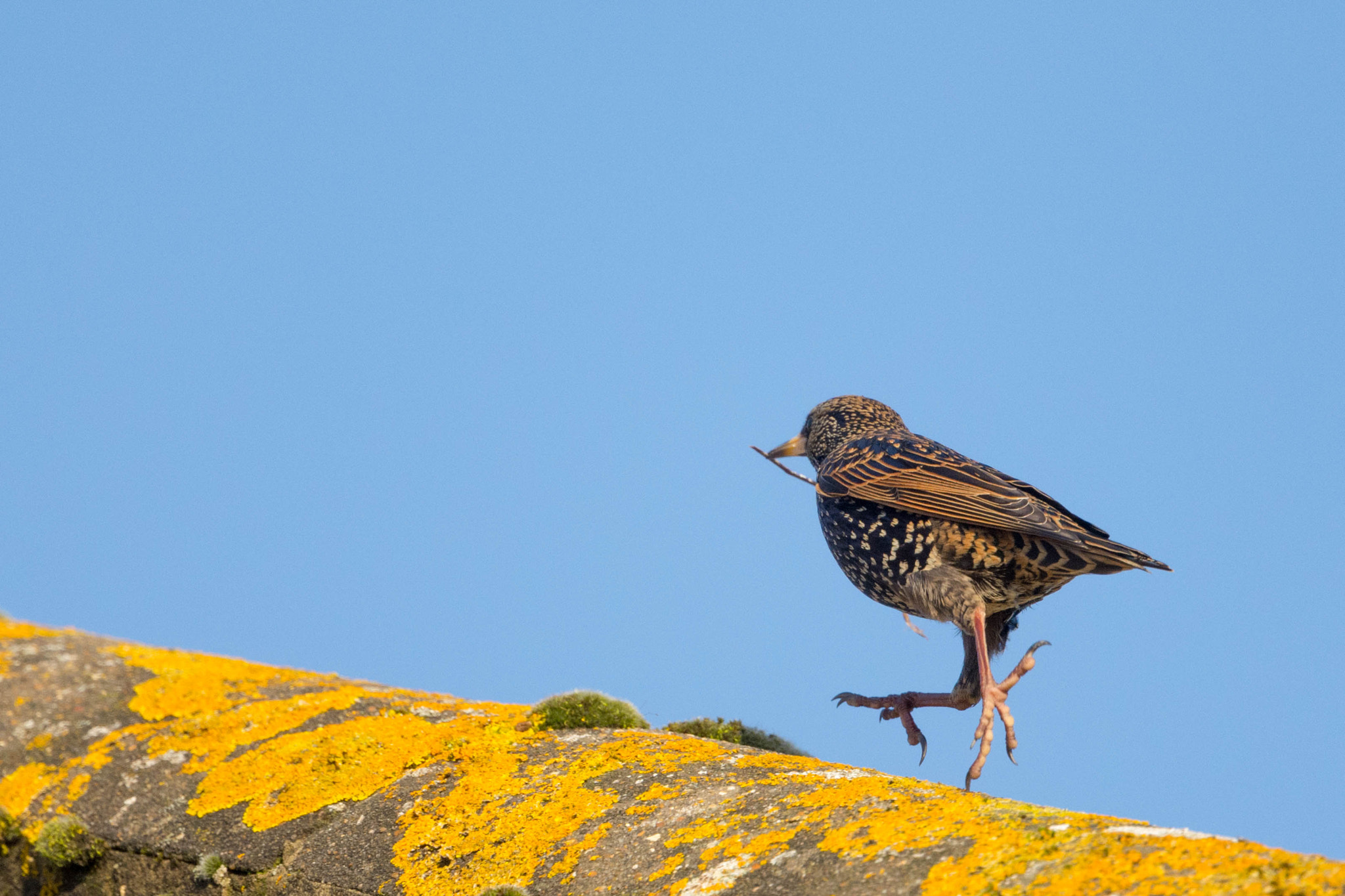 Nikon Nikkor AF-S 300mm F4E PF ED VR sample photo. Twig stealer photography