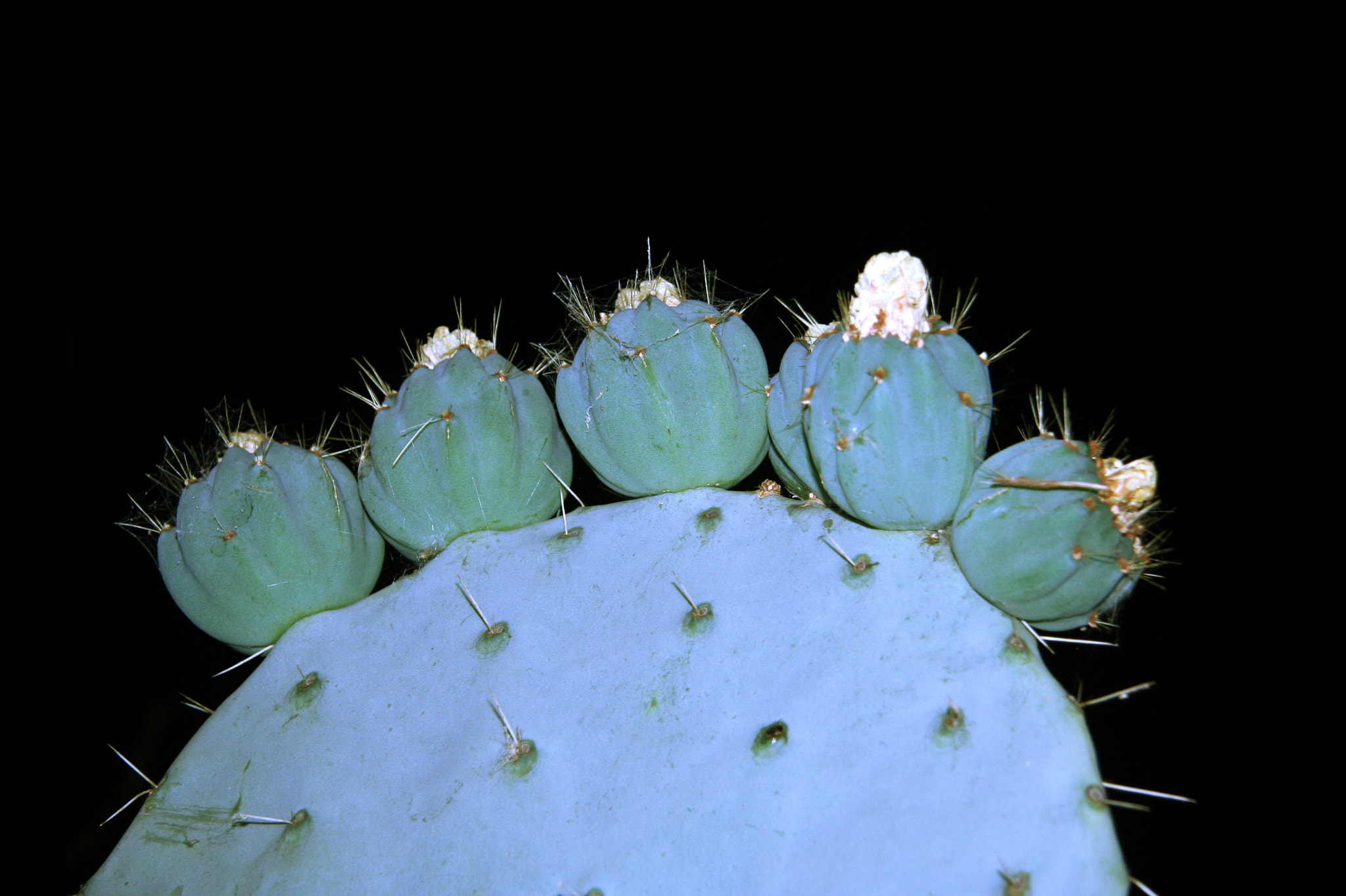 Canon EF-S 17-85mm F4-5.6 IS USM sample photo. Cactus photography