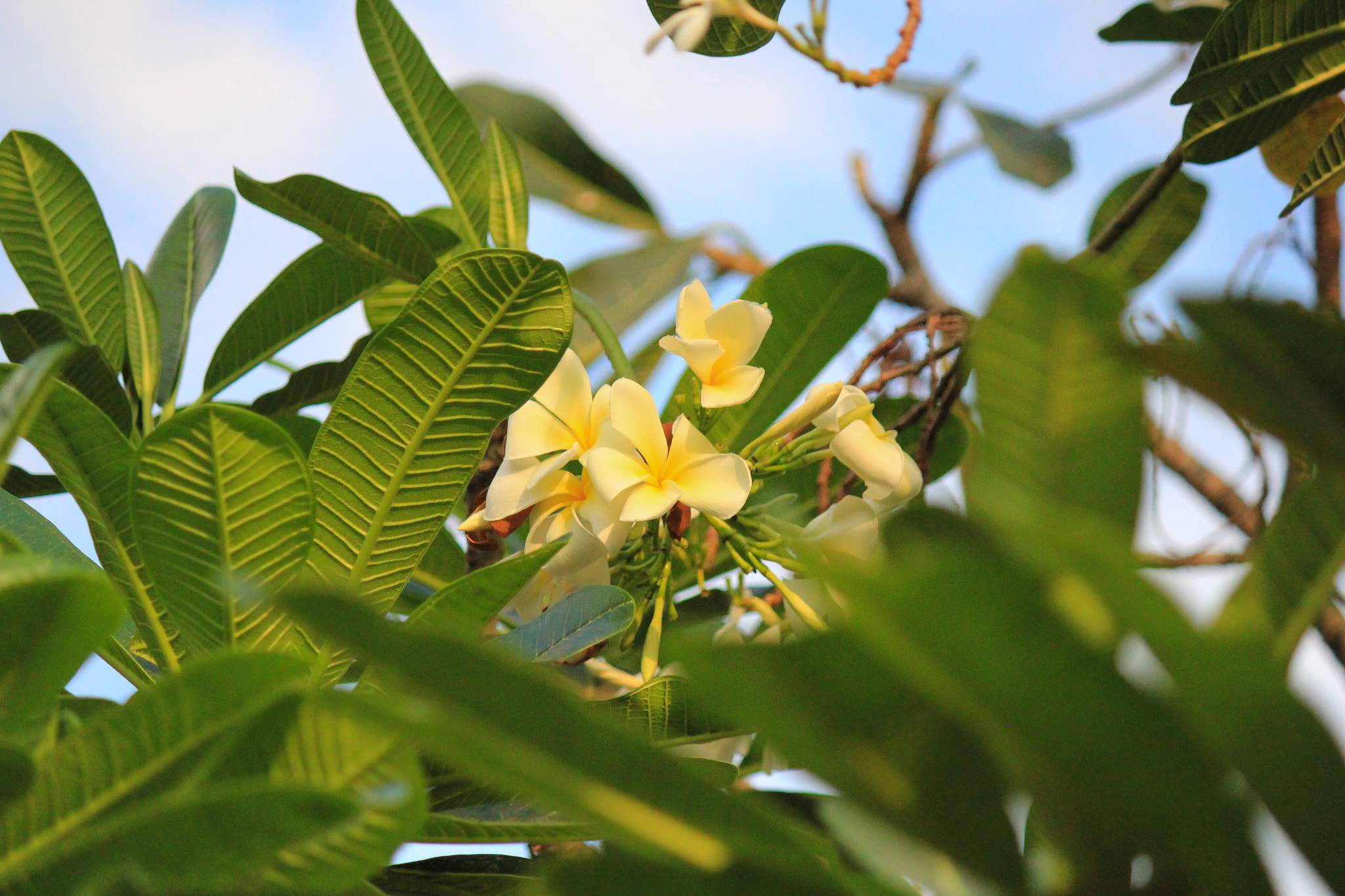 Canon EOS 550D (EOS Rebel T2i / EOS Kiss X4) sample photo. *** photography