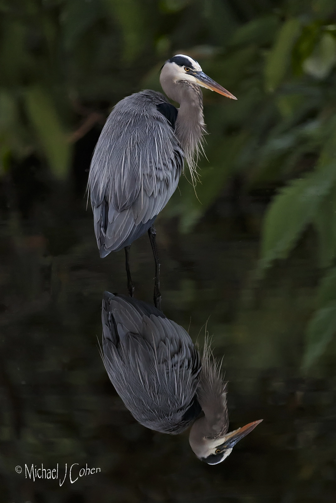 Canon EF 200-400mm F4L IS USM Extender 1.4x sample photo. Great blue heron reflection photography