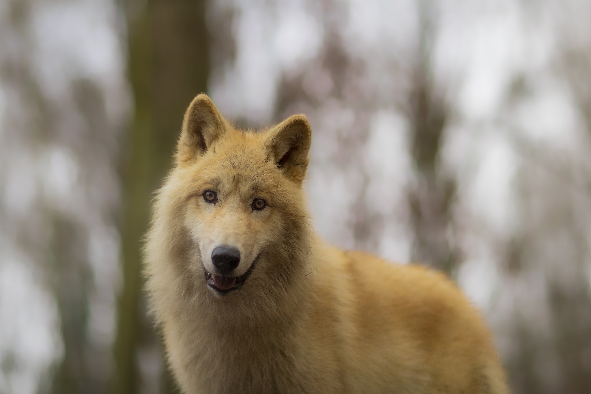 Canon EF 85mm F1.2L II USM sample photo. Kiba... photography