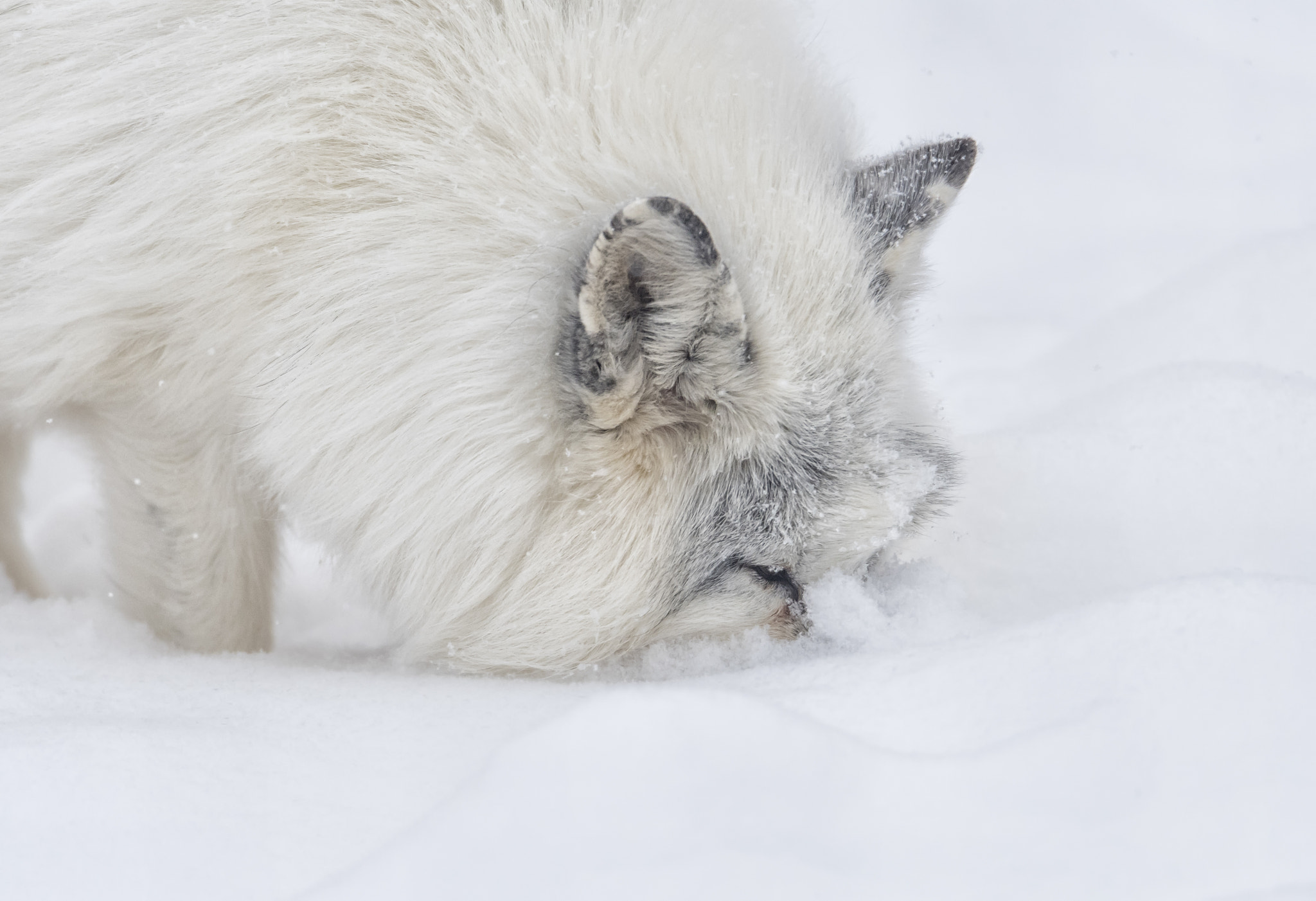 Nikon AF-S Nikkor 600mm F4G ED VR sample photo. Into winter... photography