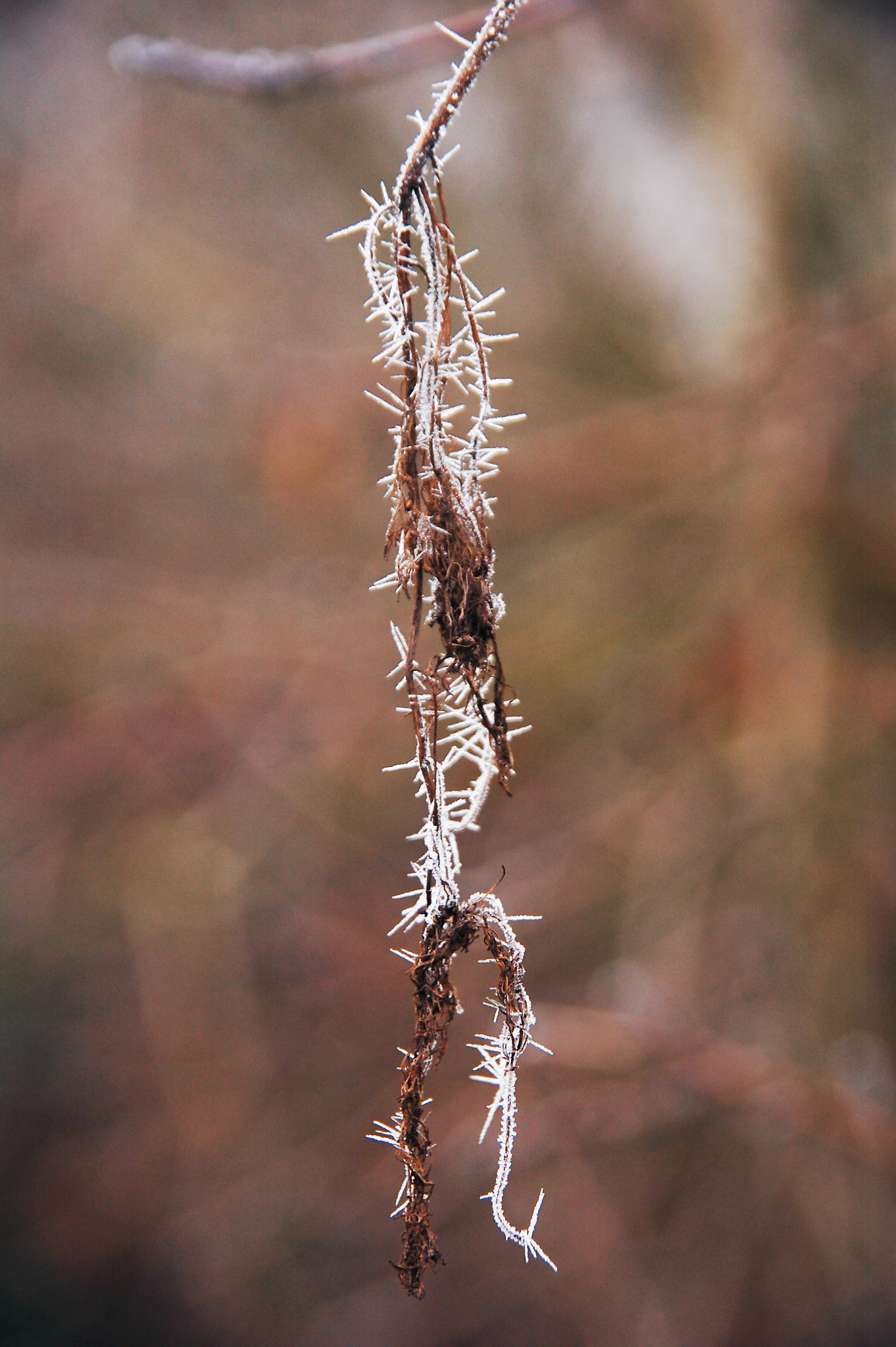 Nikon D40 sample photo. Frozen photography