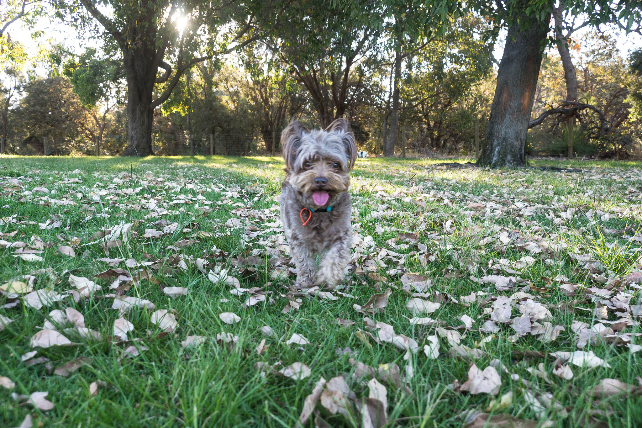 Sony SLT-A99V sample photo. Edit photography