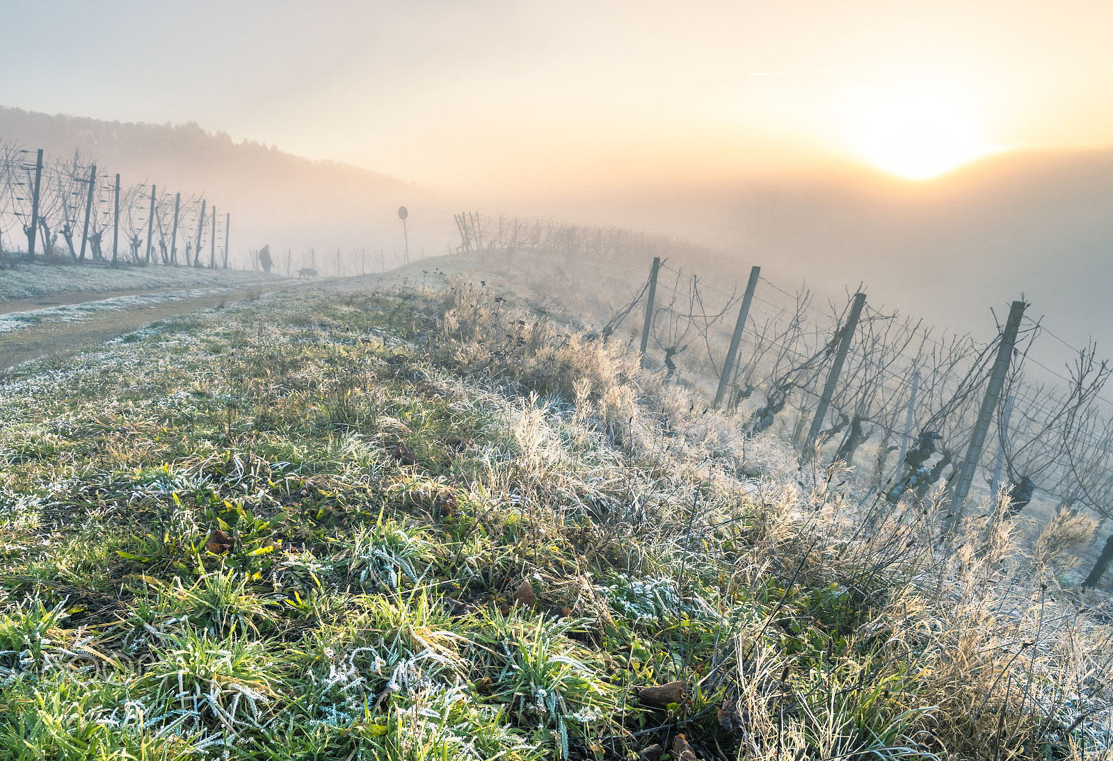 Nikon D500 sample photo. Weinreben an der nebelgrenze photography