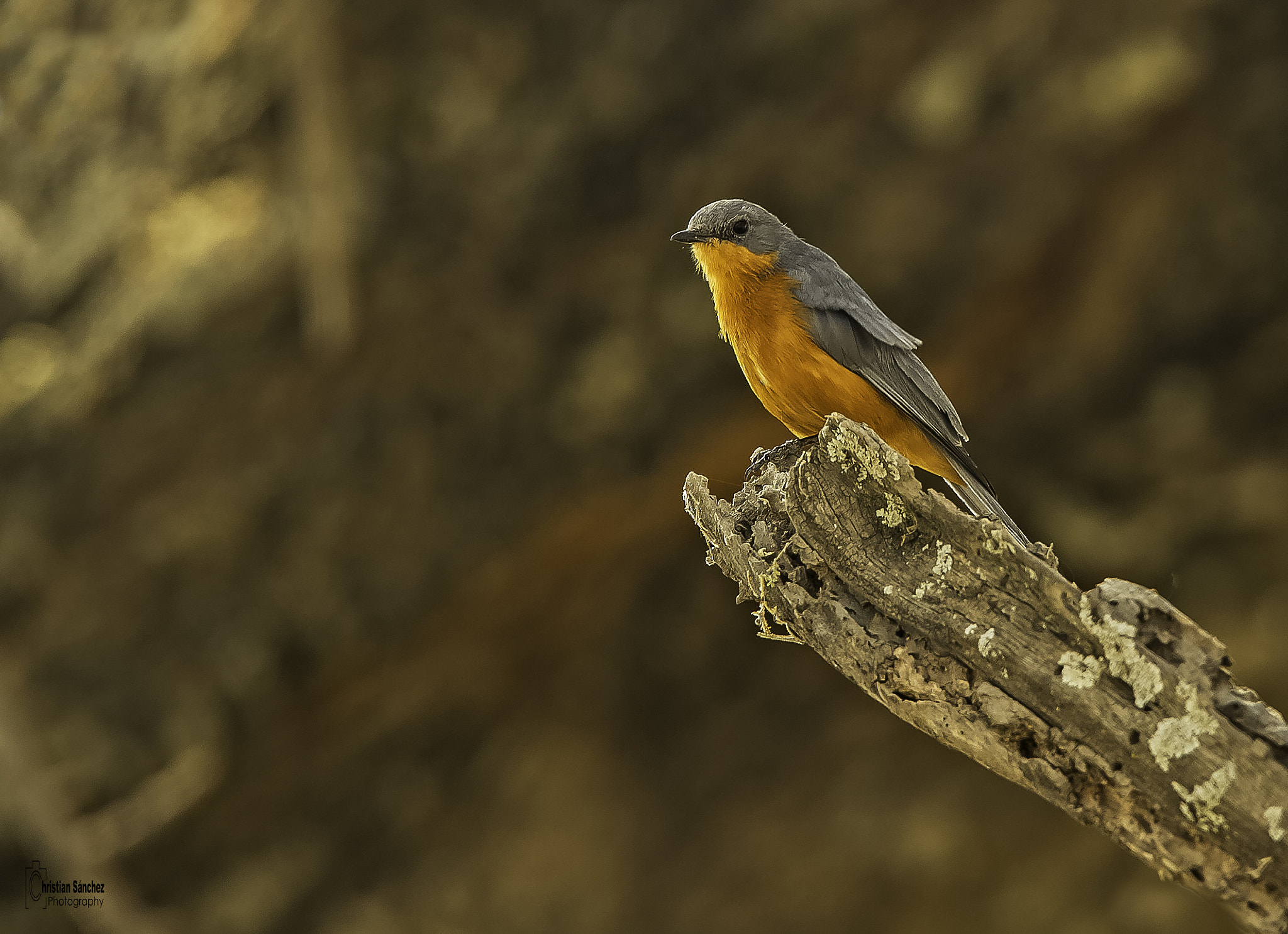 Nikon AF-S Nikkor 400mm F2.8G ED VR II sample photo. Editar editar photography