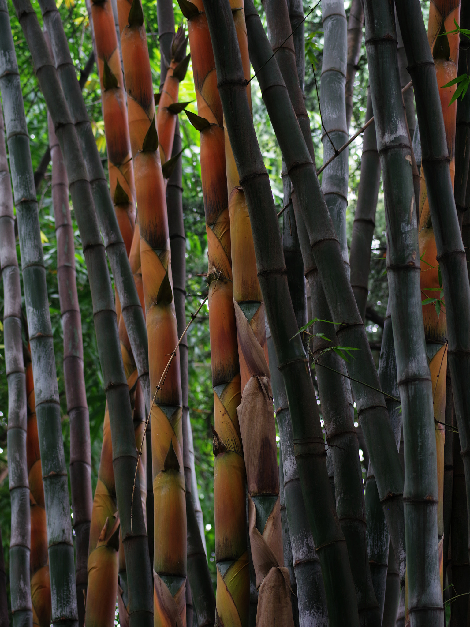 Pentax 645Z sample photo. Bamboo forest photography