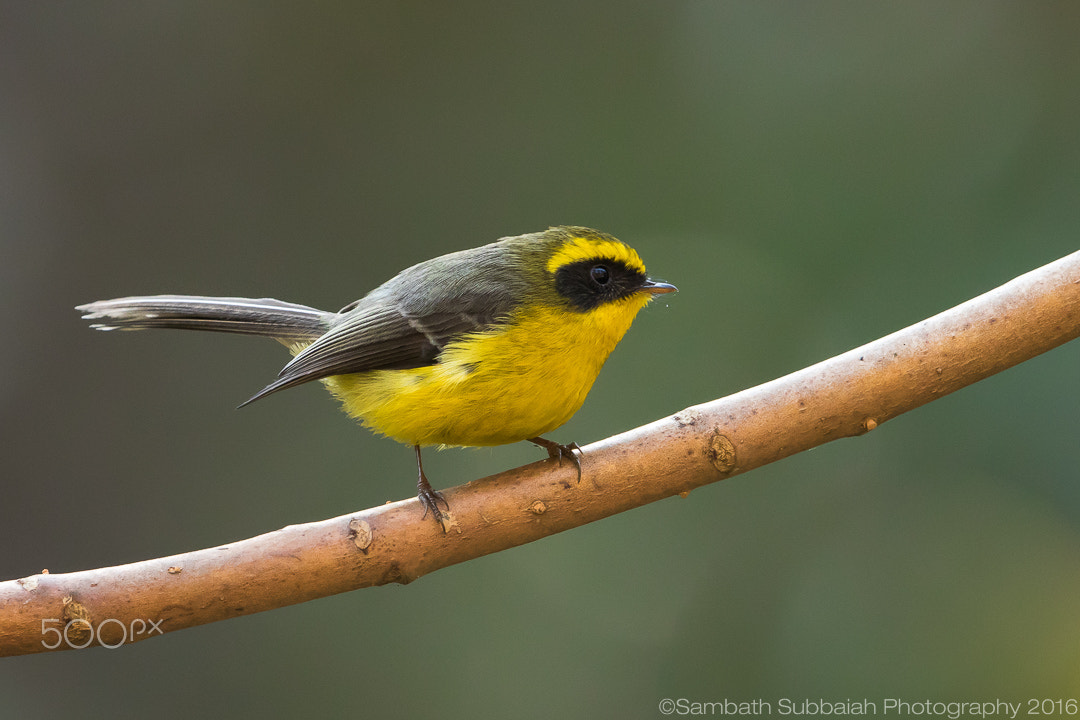 Canon EF 500mm F4L IS II USM sample photo. Yellow-bellied fantail (chelidorhynx hypoxantha) photography