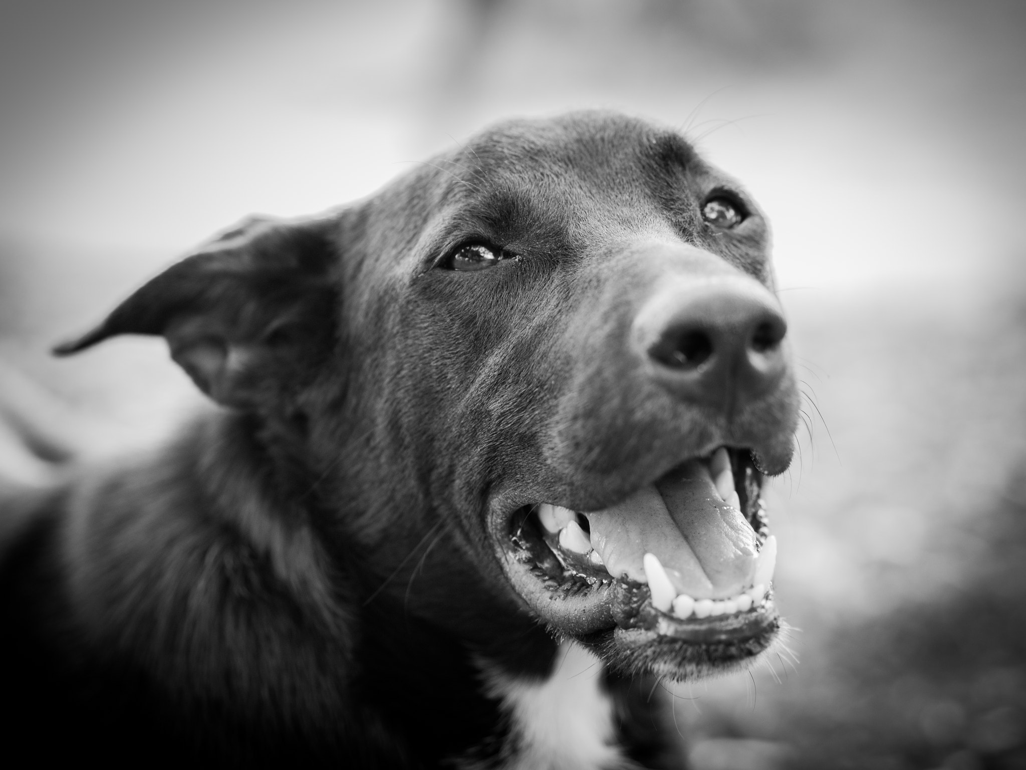 Olympus PEN E-PL5 sample photo. Happy kelpie photography